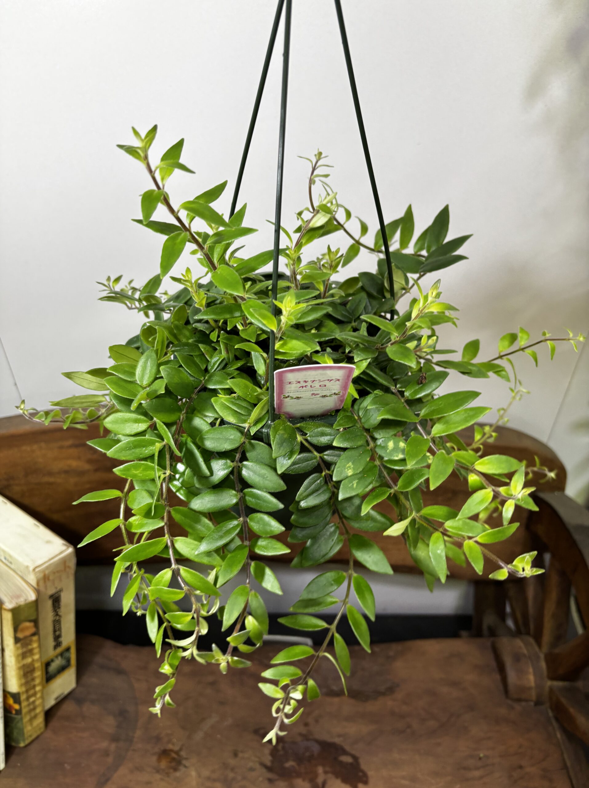 エスキナンサス　品種MIX　5号　吊り鉢 - 画像 (10)