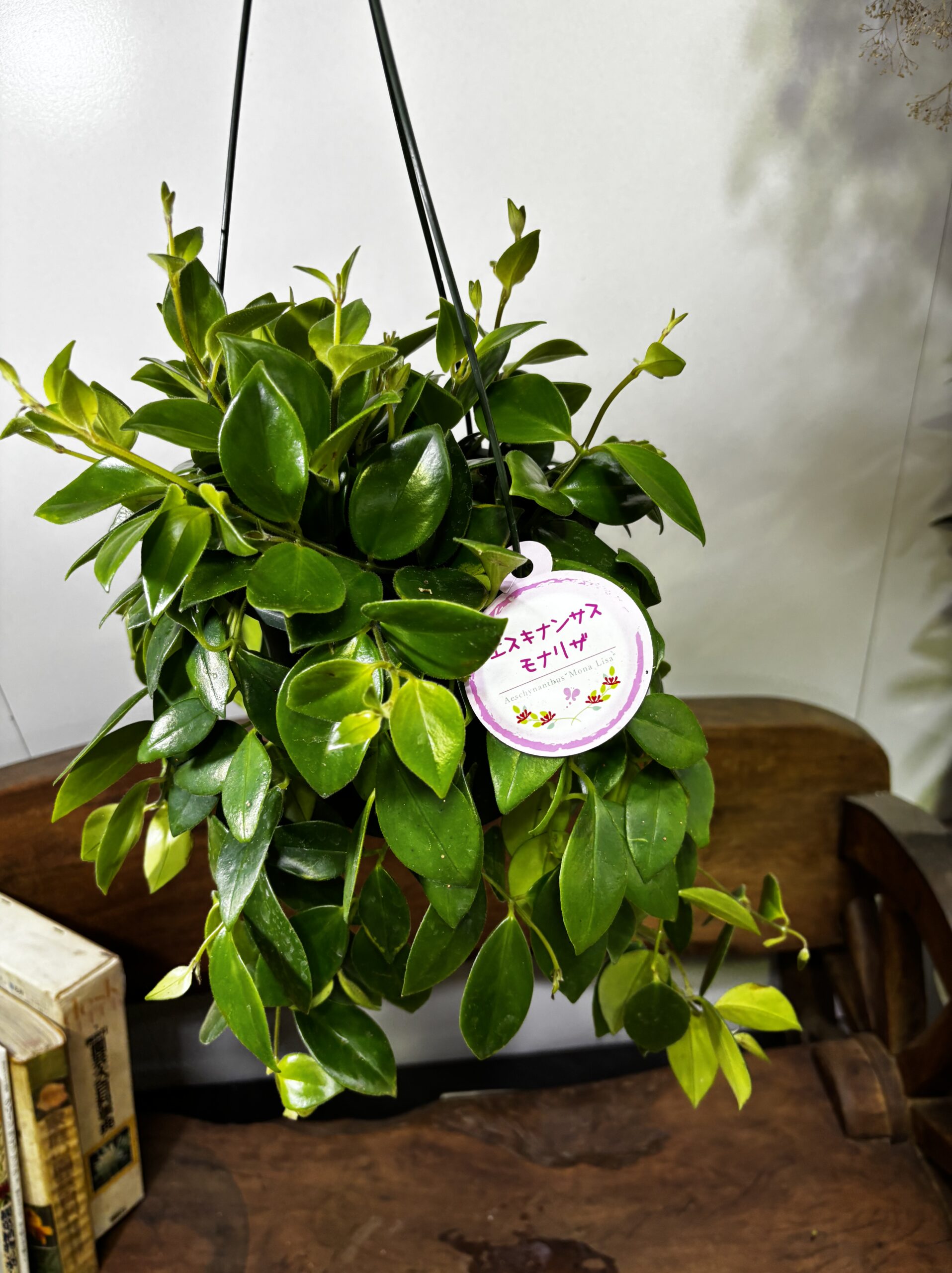 エスキナンサス　品種MIX　5号　吊り鉢 - 画像 (11)