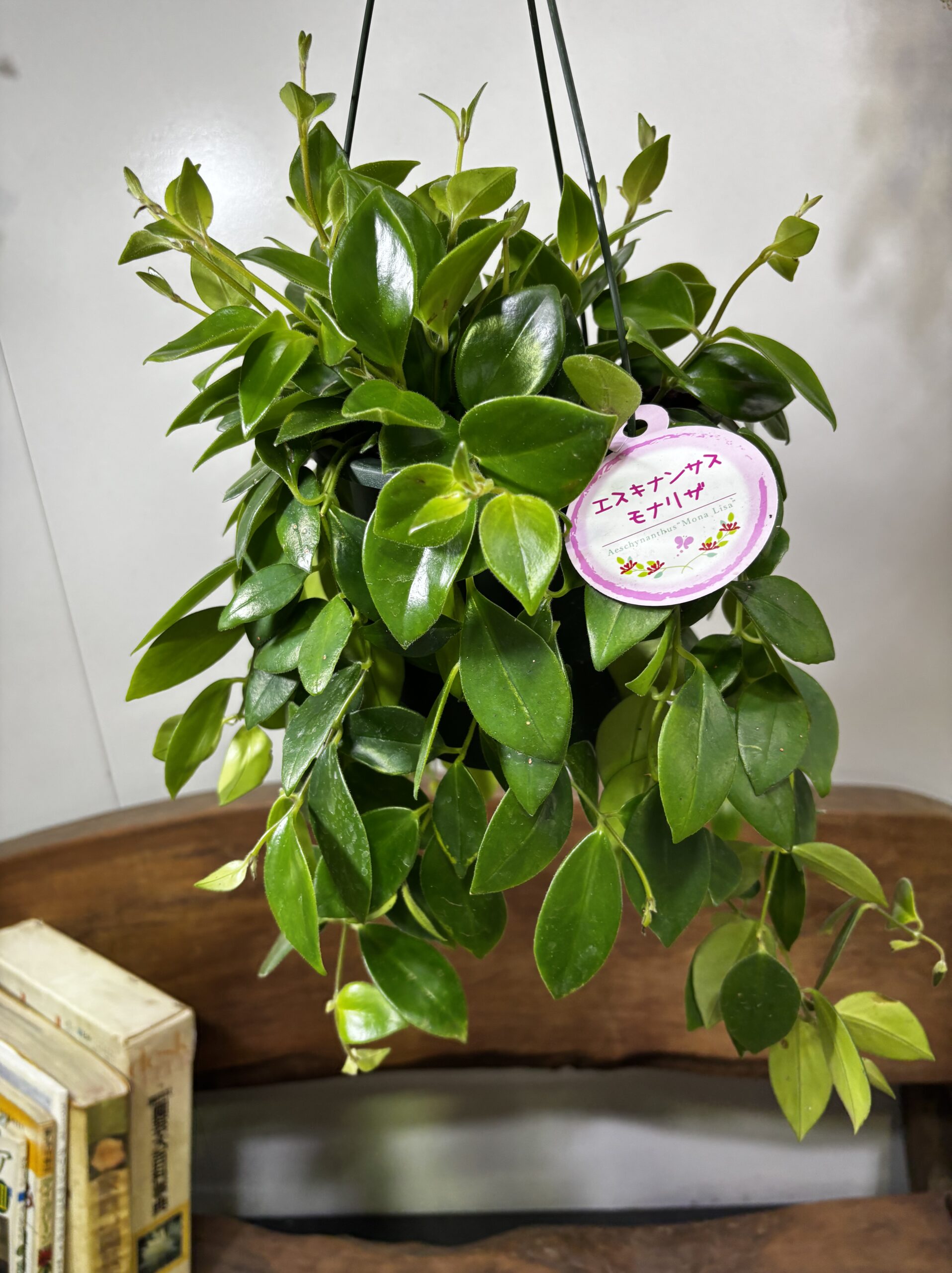 エスキナンサス　品種MIX　5号　吊り鉢 - 画像 (12)