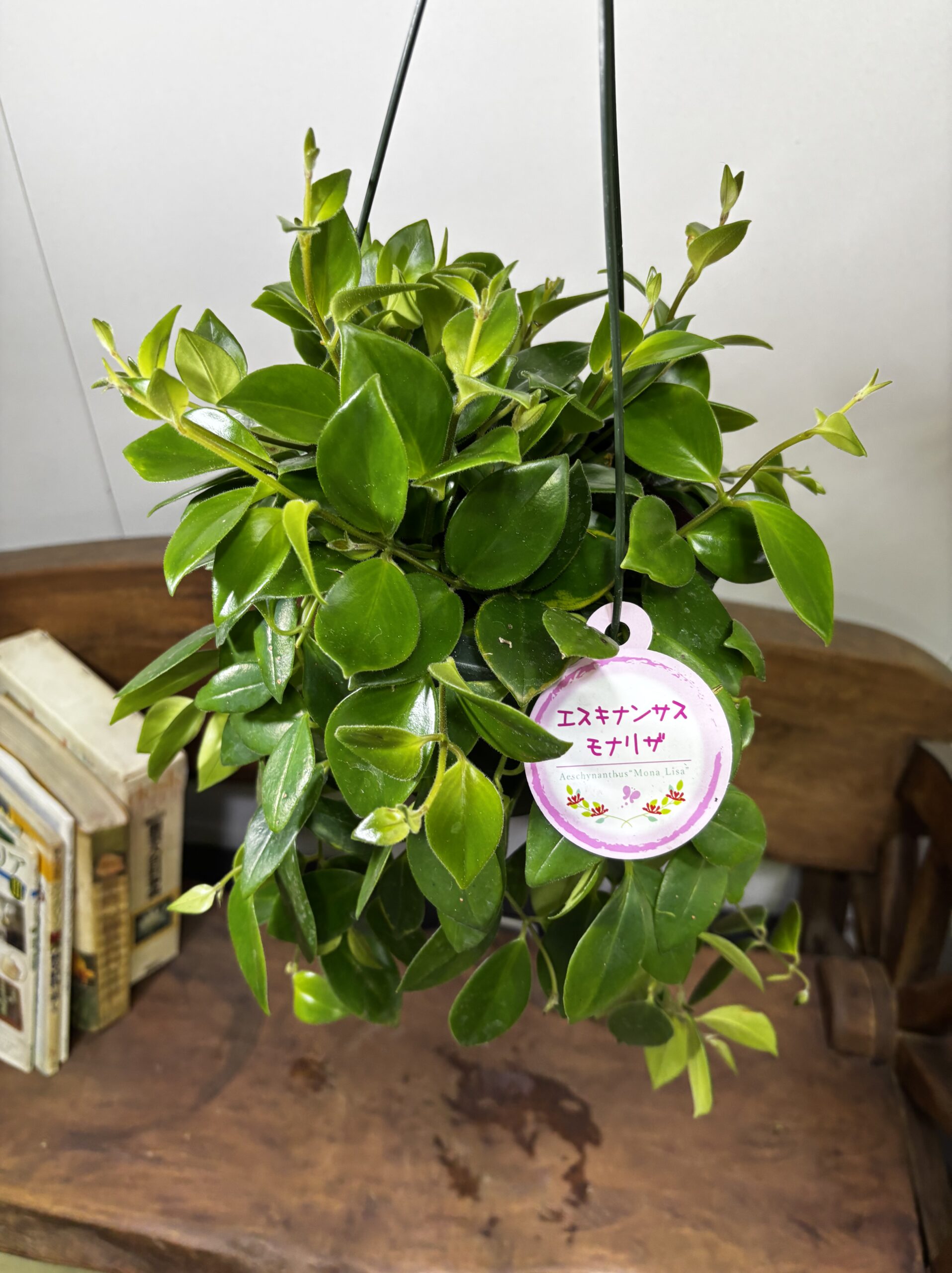 エスキナンサス　品種MIX　5号　吊り鉢 - 画像 (13)