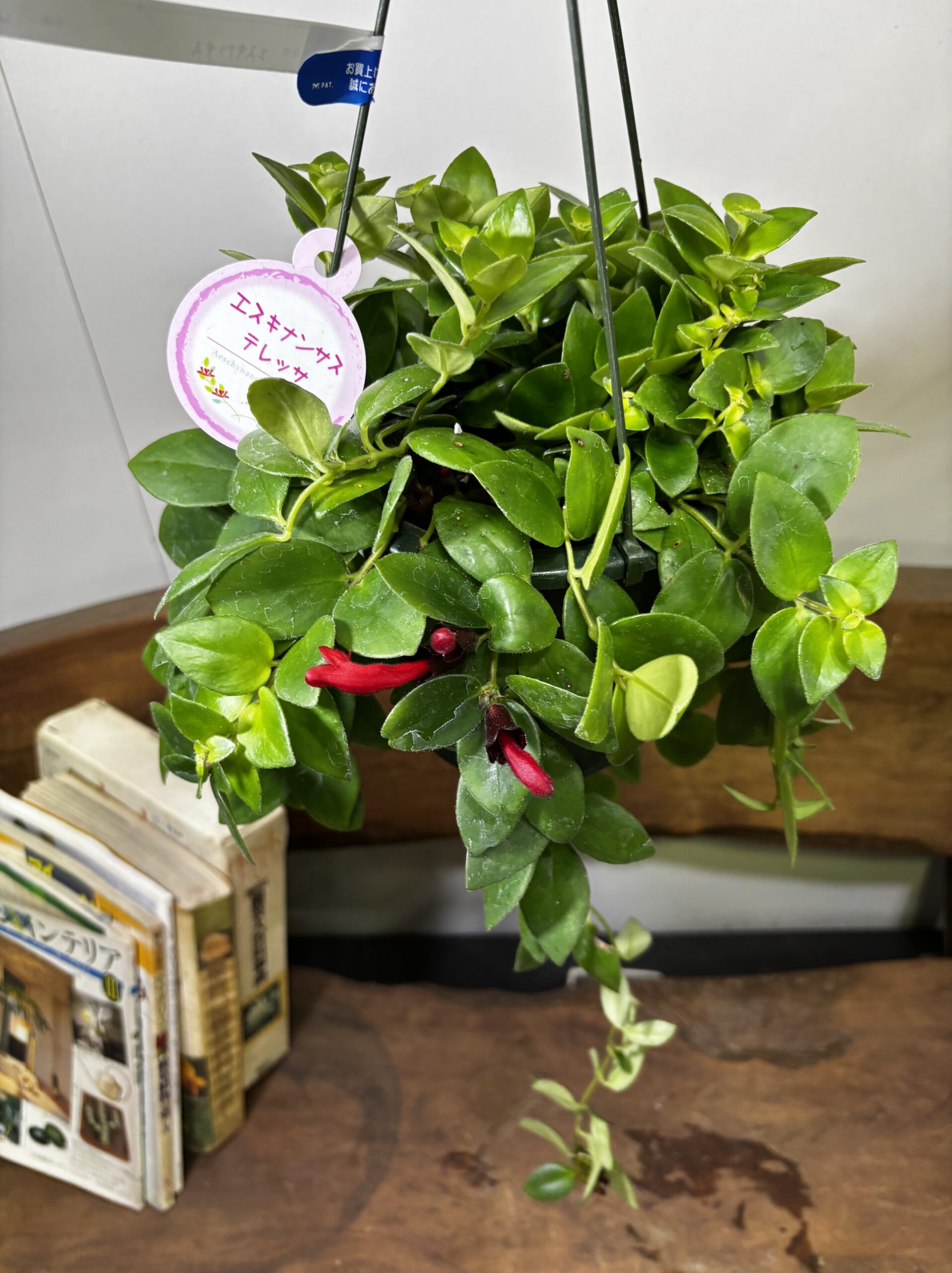 エスキナンサス　品種MIX　5号　吊り鉢 - 画像 (14)