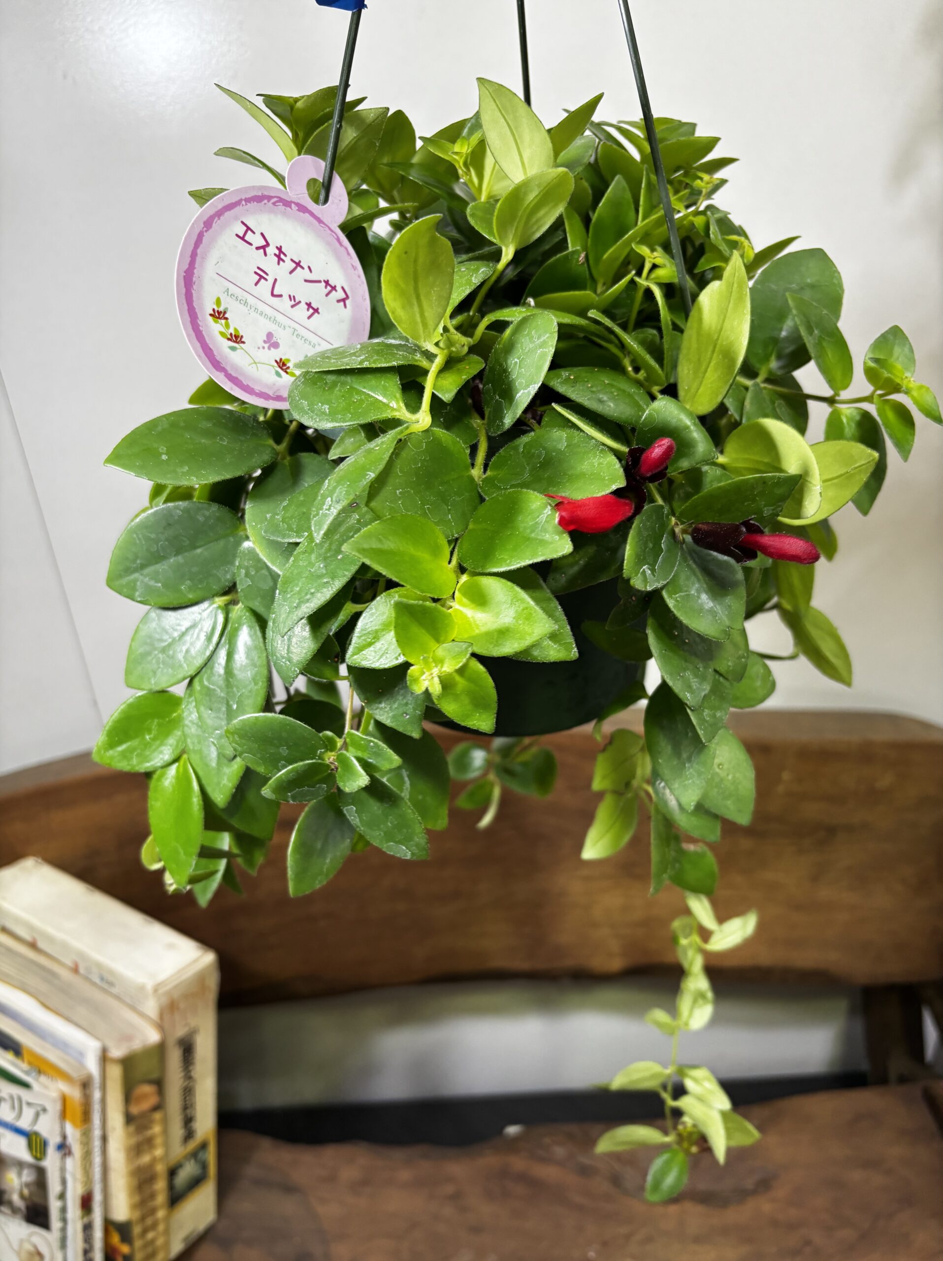 エスキナンサス　品種MIX　5号　吊り鉢 - 画像 (15)