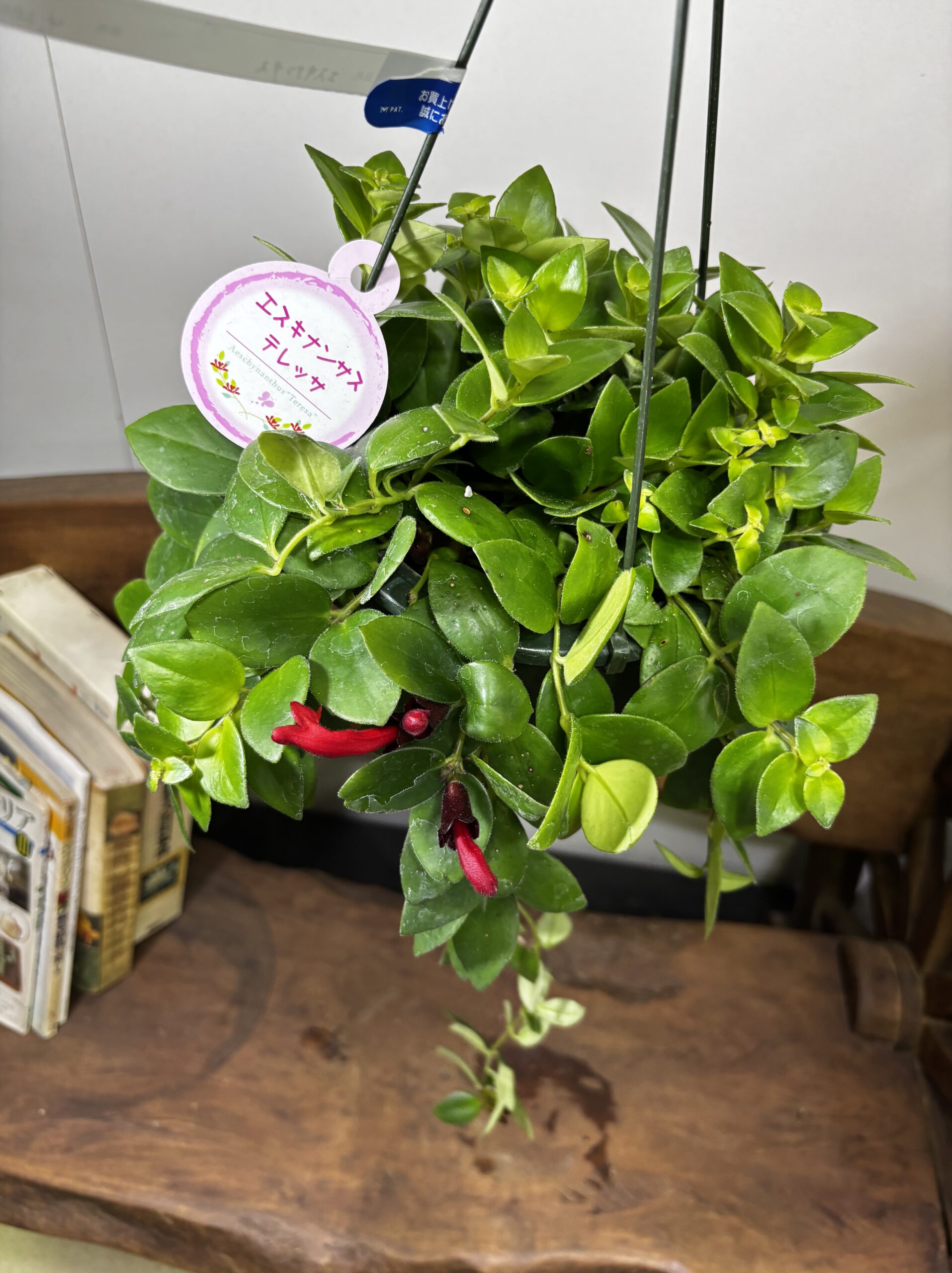 エスキナンサス　品種MIX　5号　吊り鉢 - 画像 (16)