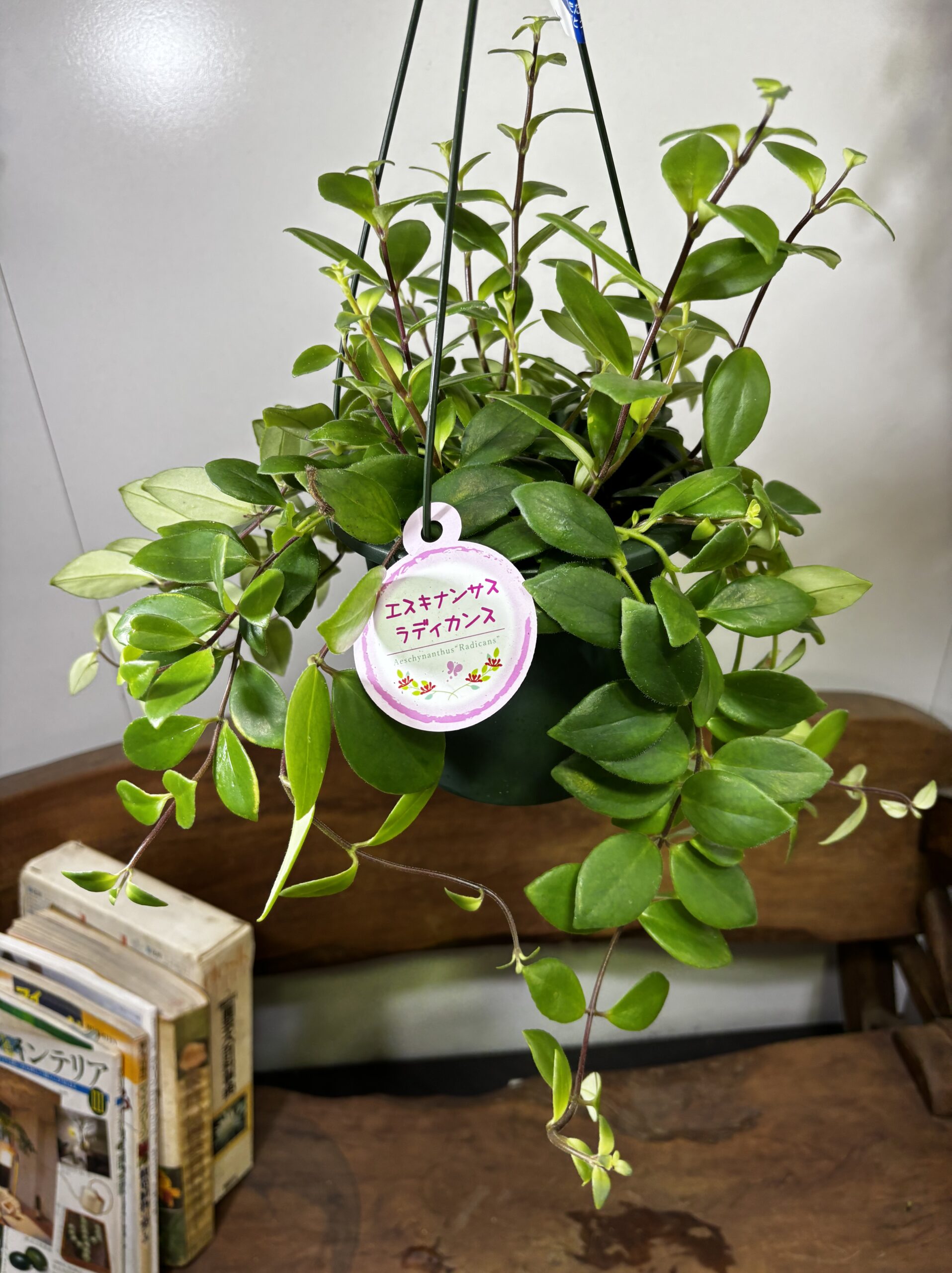 エスキナンサス　品種MIX　5号　吊り鉢 - 画像 (17)