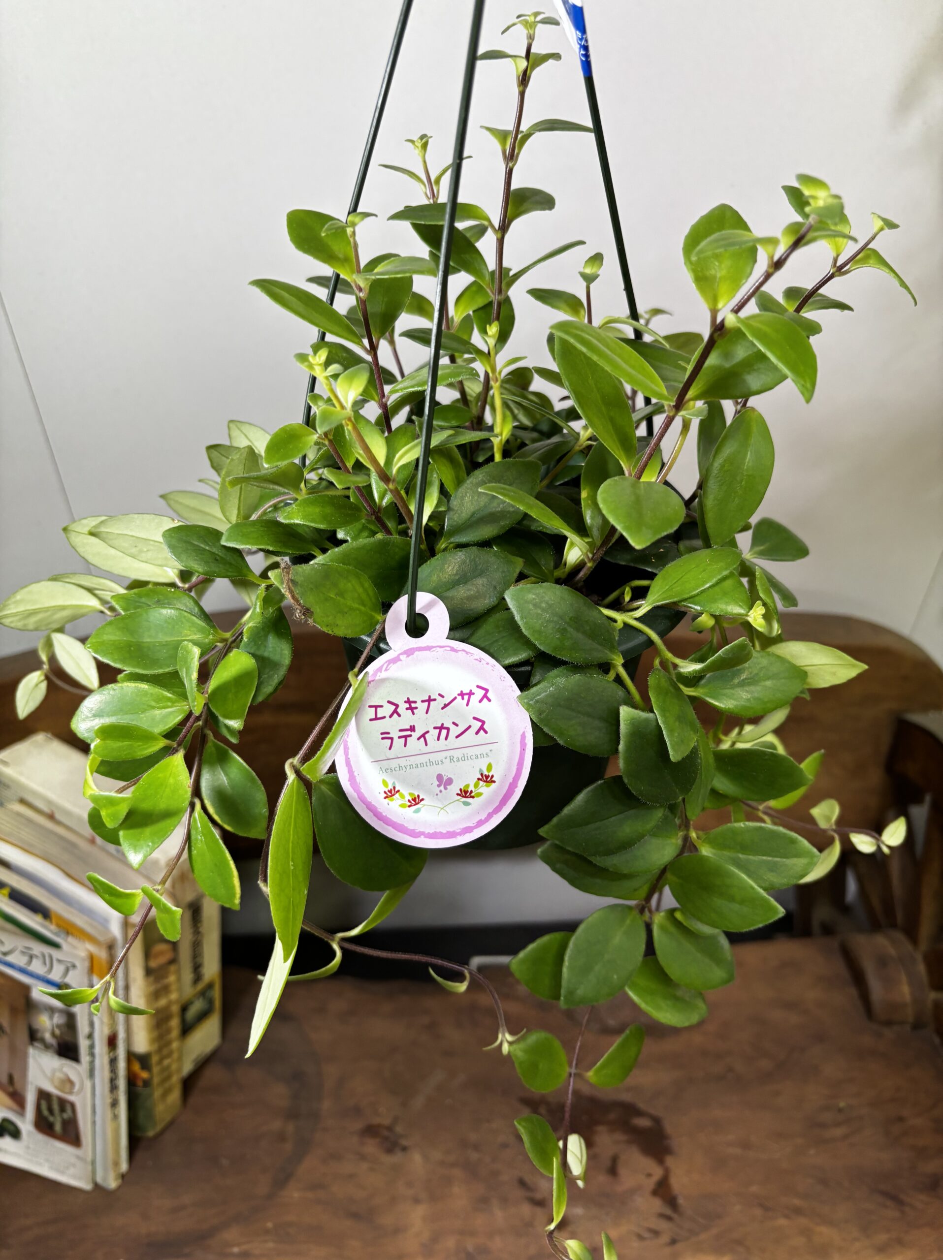 エスキナンサス　品種MIX　5号　吊り鉢 - 画像 (18)