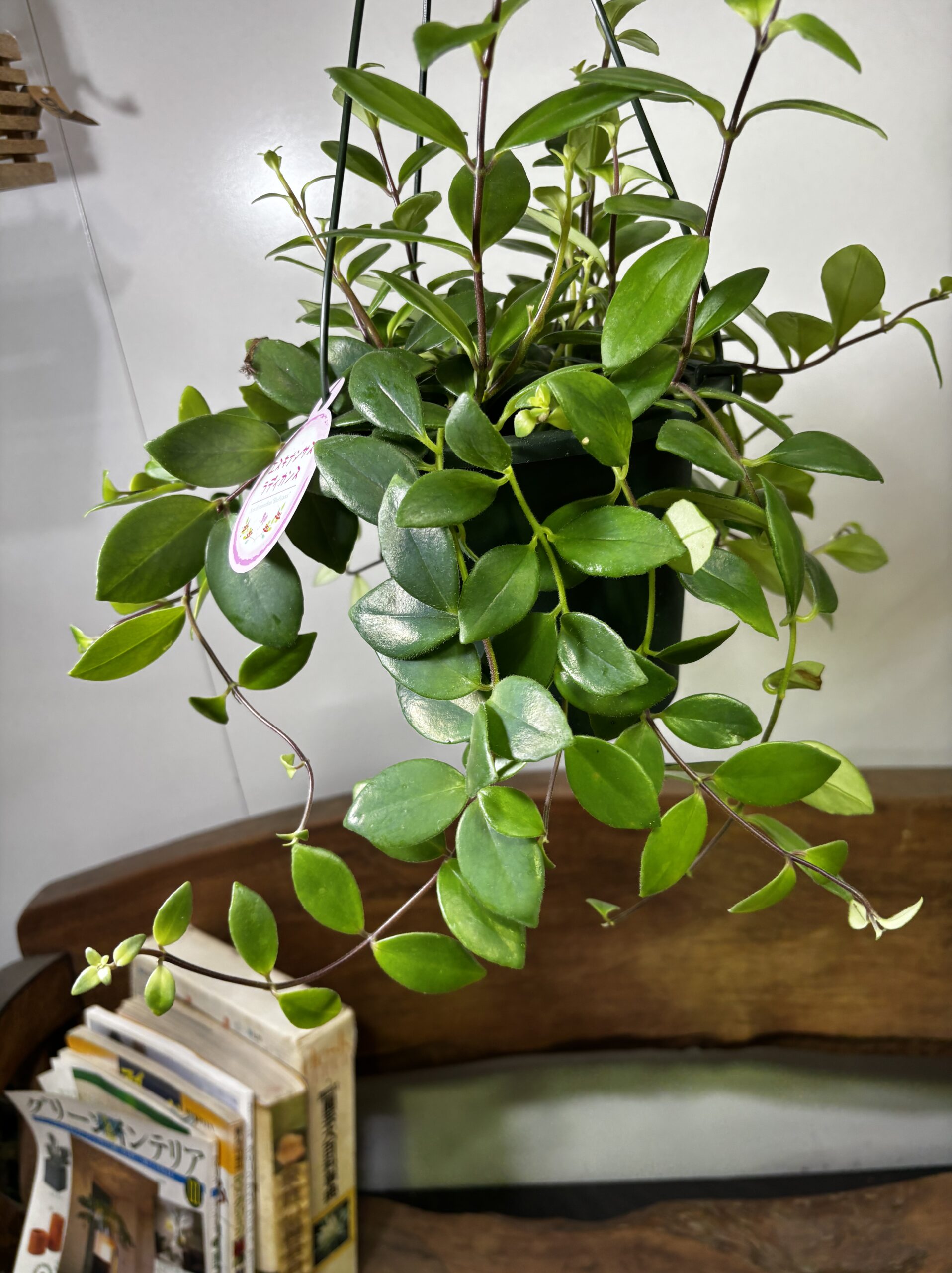 エスキナンサス　品種MIX　5号　吊り鉢 - 画像 (19)