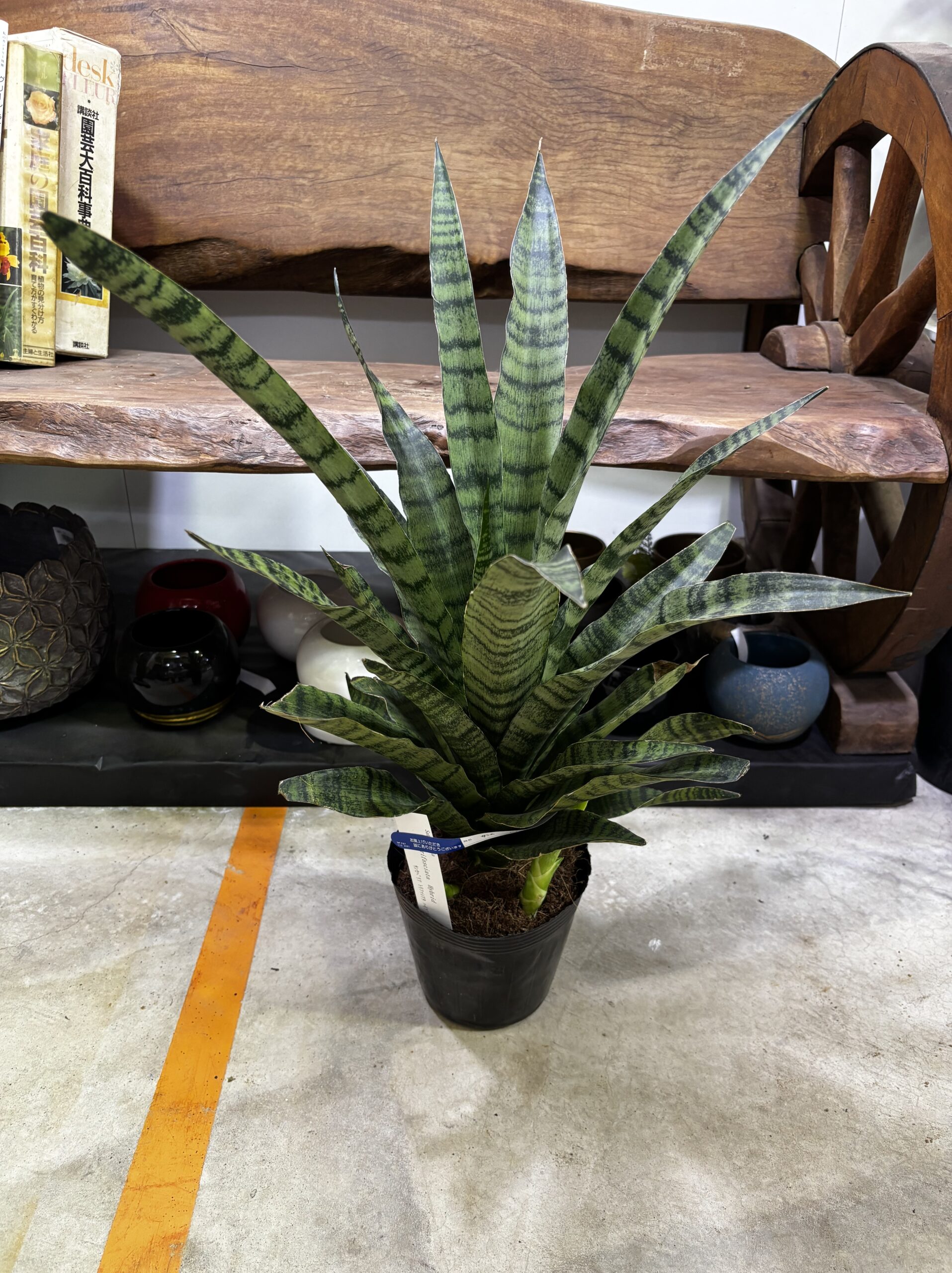サンスベリア 品種MIX 6号 - 画像 (2)