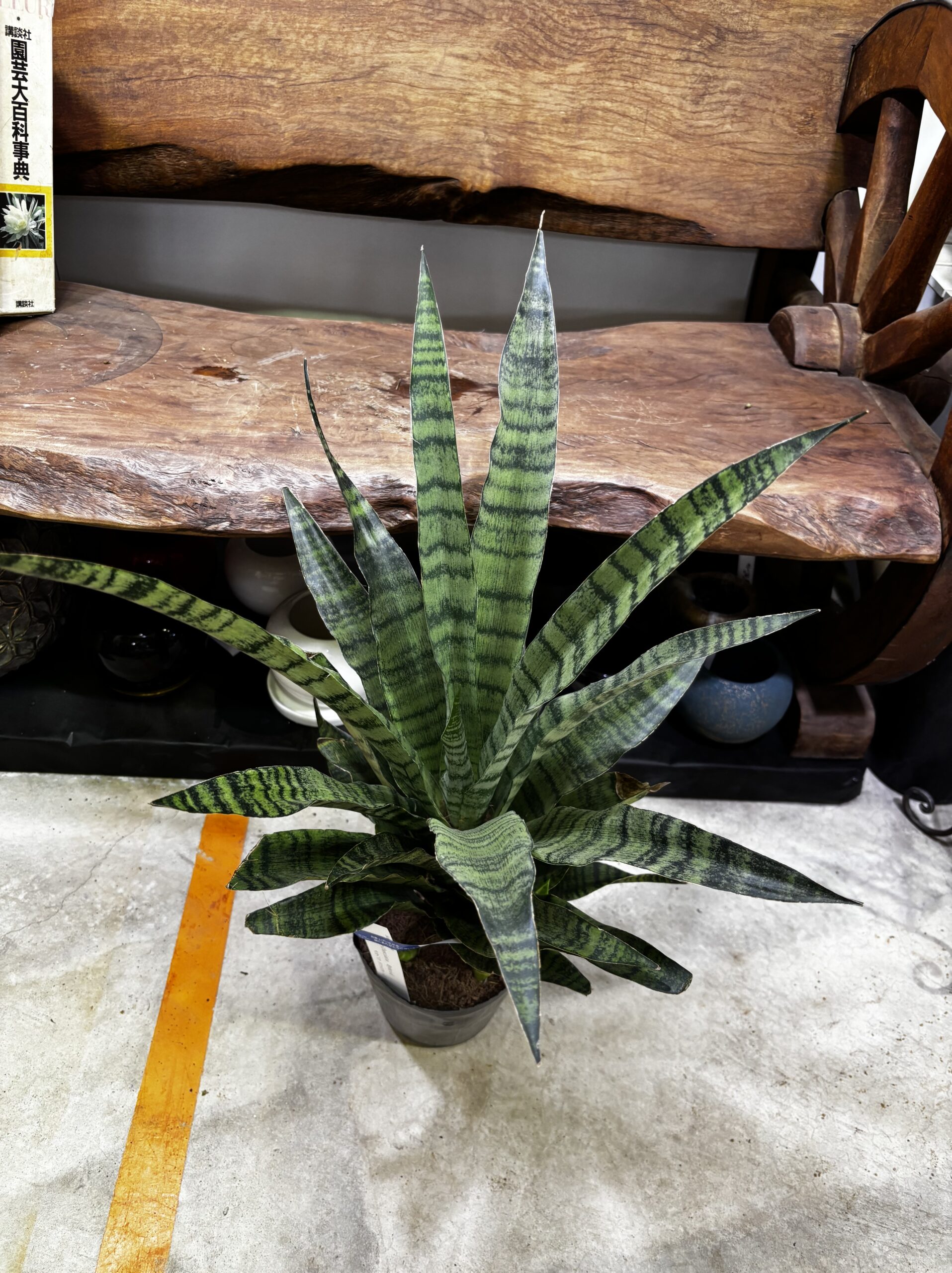 サンスベリア 品種MIX 6号 - 画像 (3)