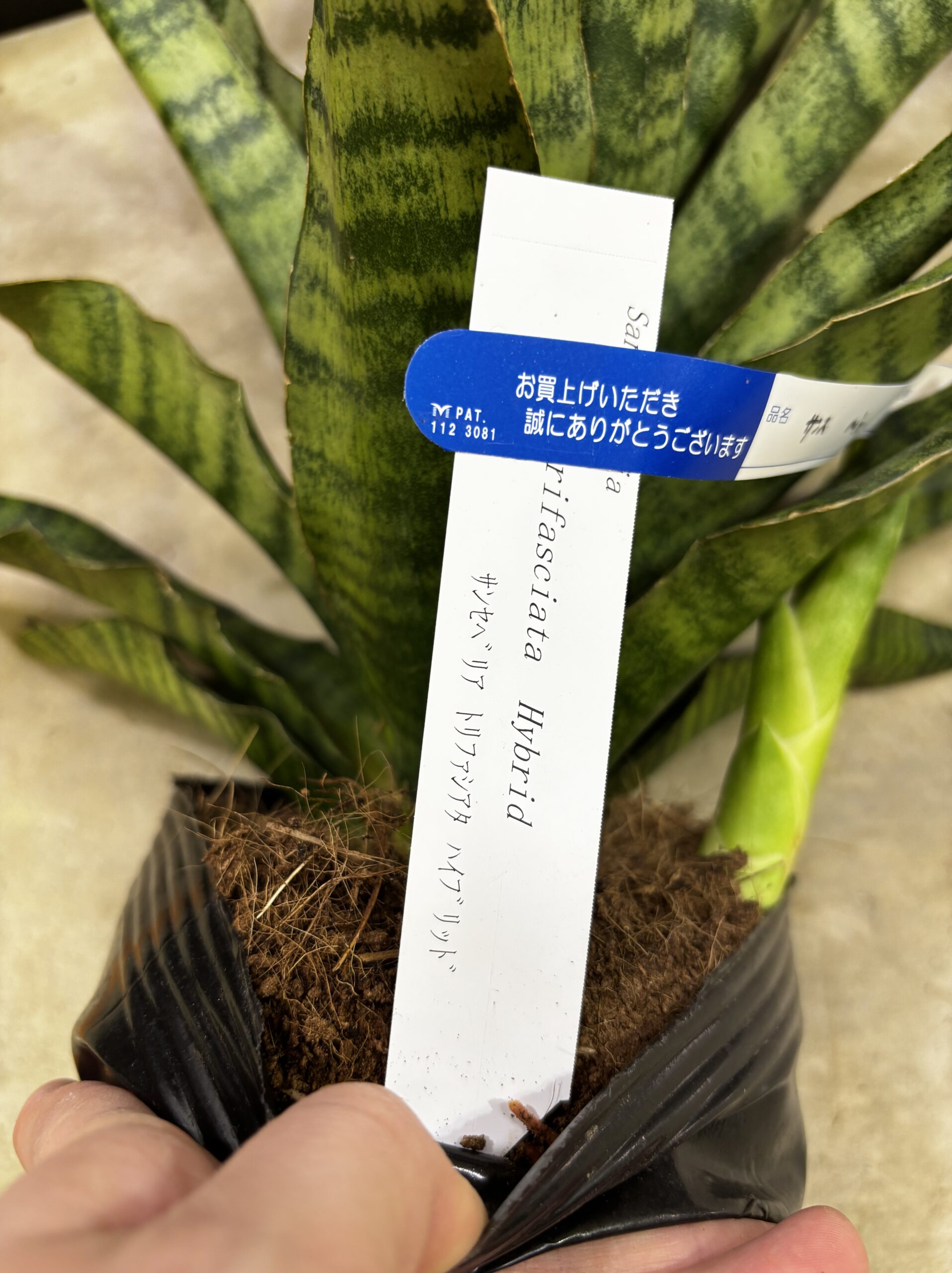 サンスベリア 品種MIX 6号 - 画像 (4)