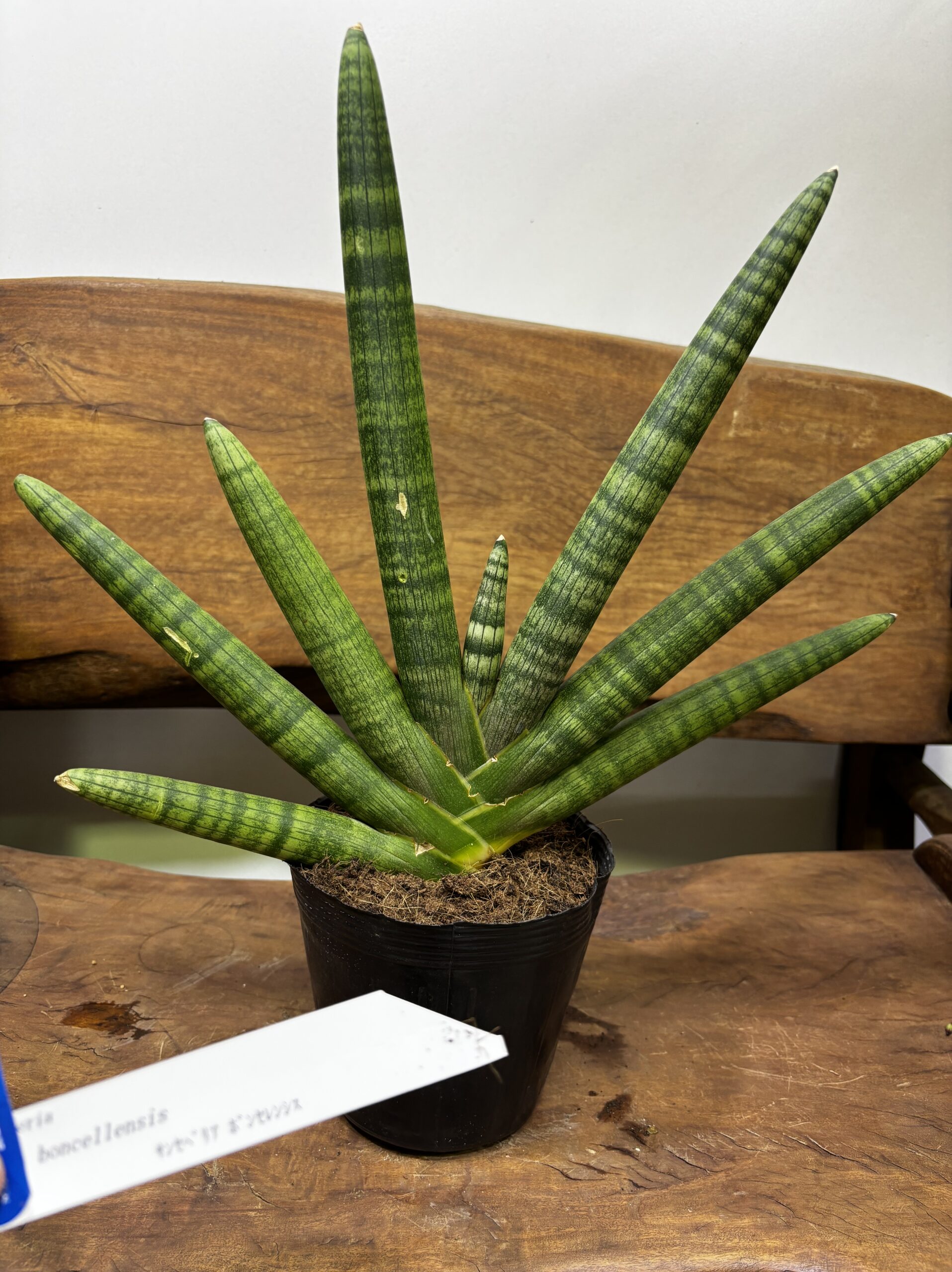 サンスベリア 品種MIX 6号 - 画像 (6)