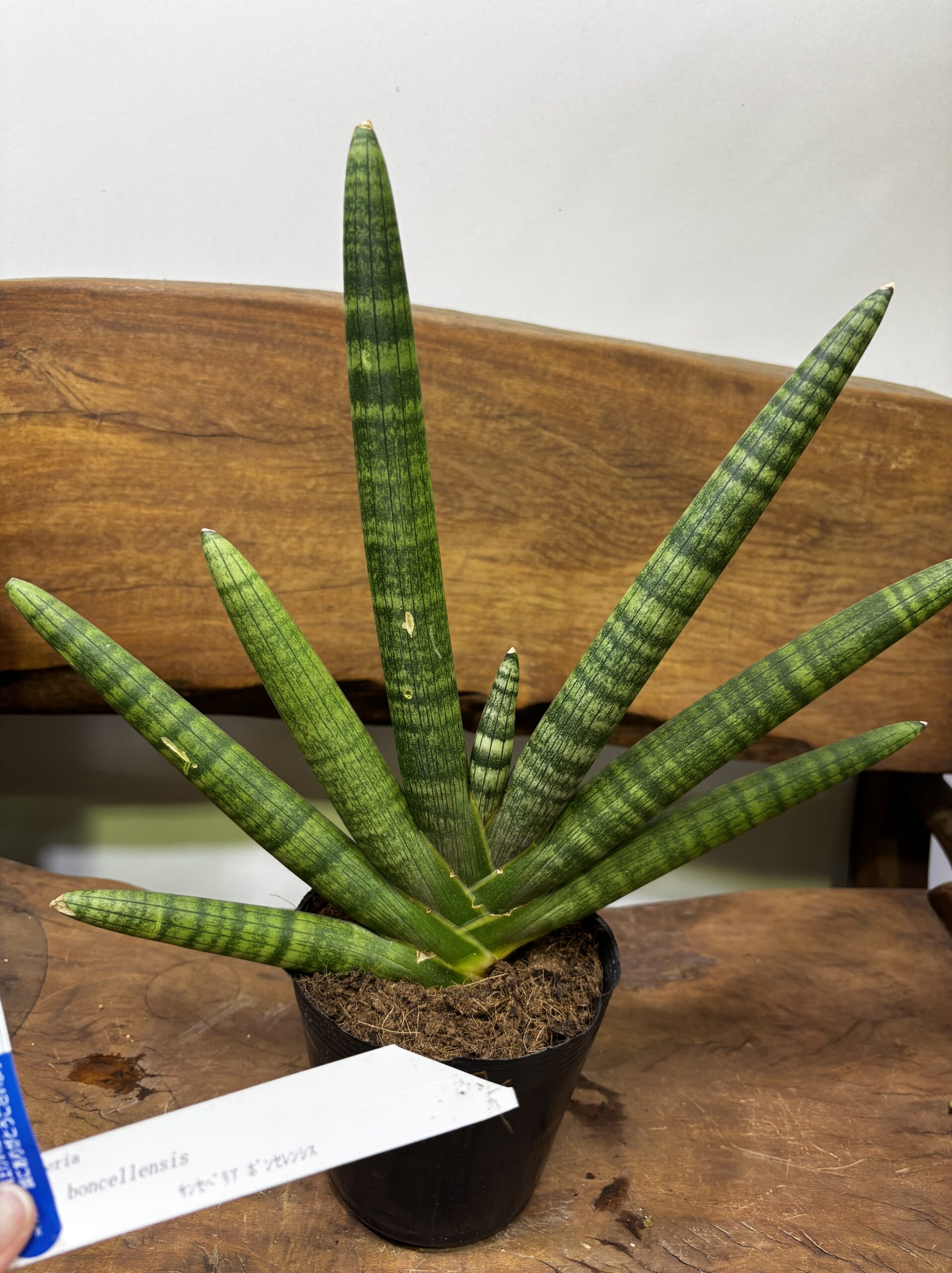 サンスベリア 品種MIX 6号 - 画像 (7)