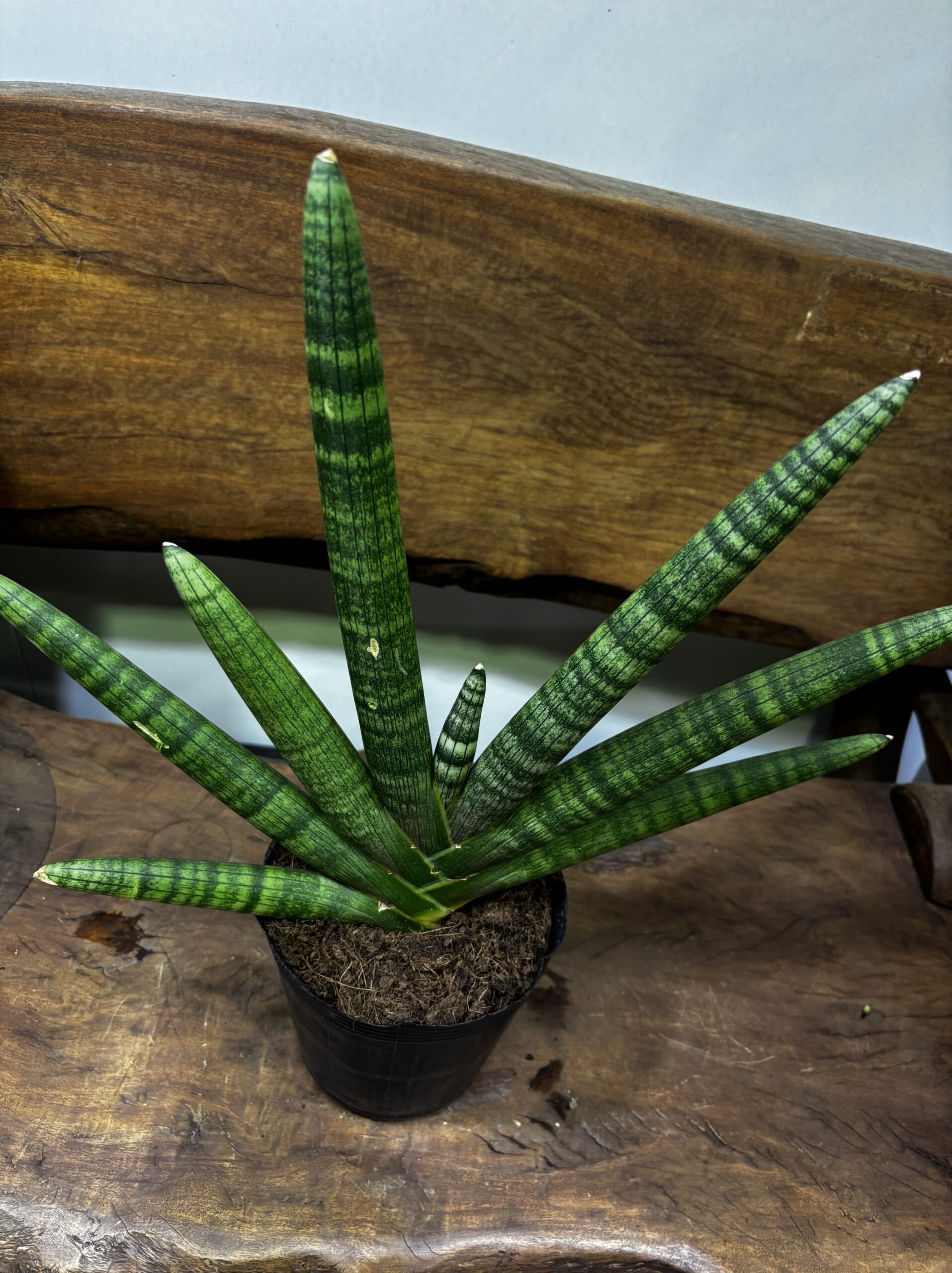 サンスベリア 品種MIX 6号 - 画像 (8)