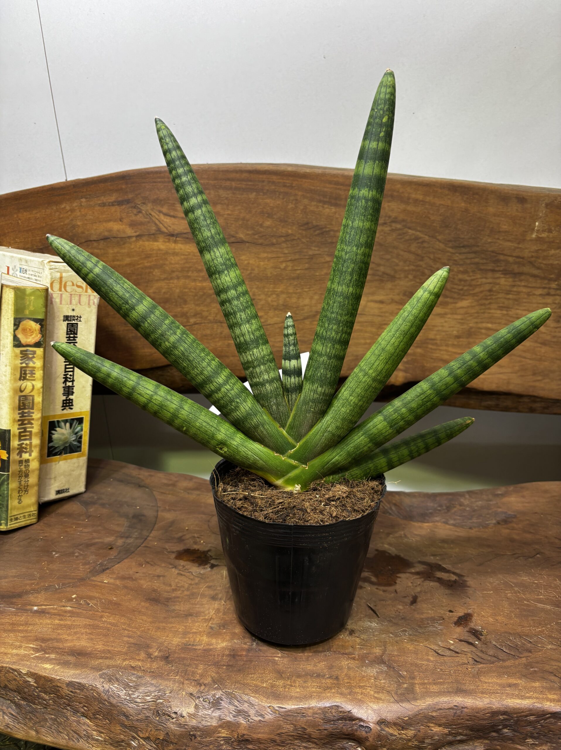 サンスベリア 品種MIX 6号 - 画像 (9)