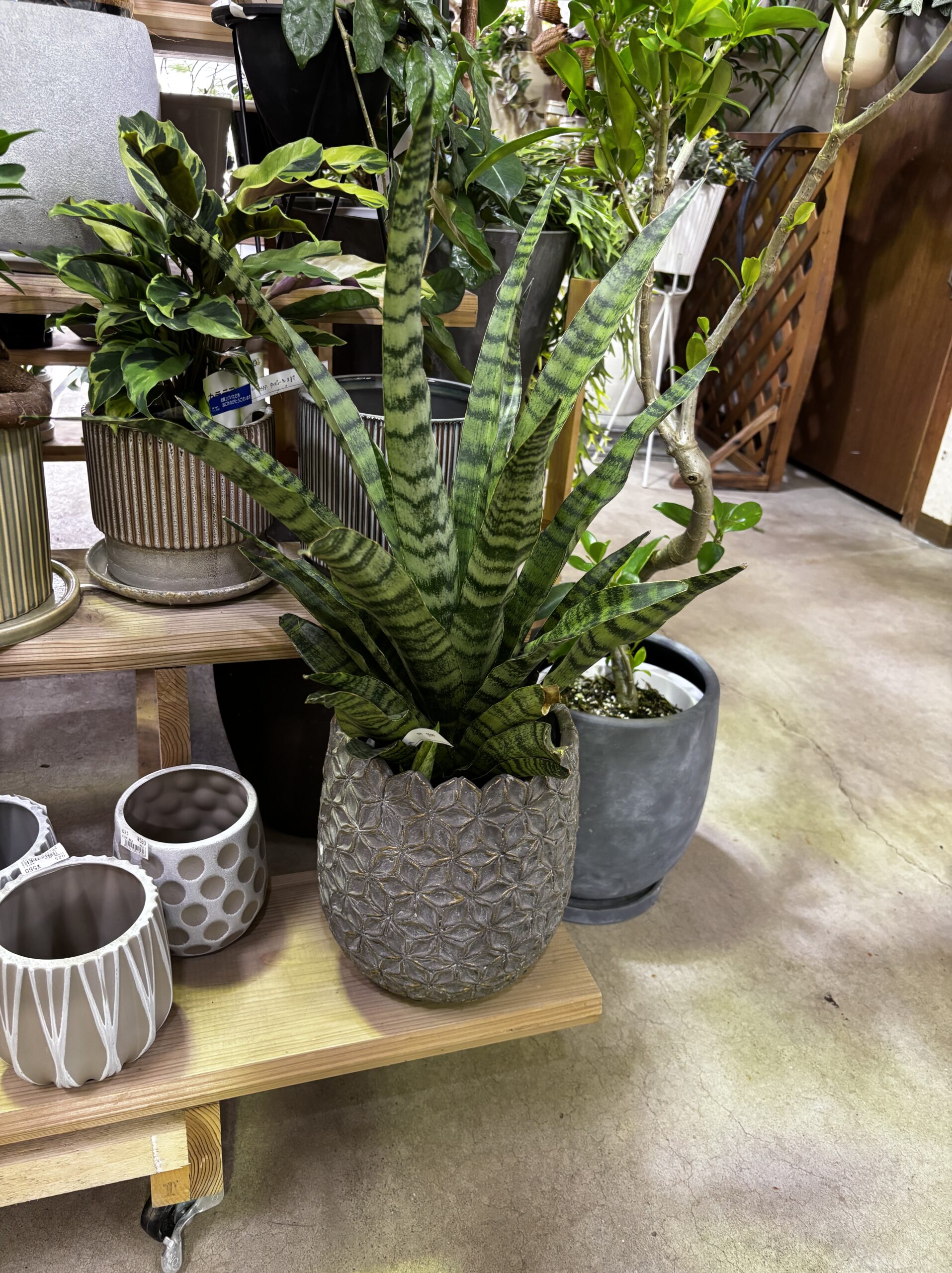 サンスベリア 品種MIX 6号 - 画像 (5)