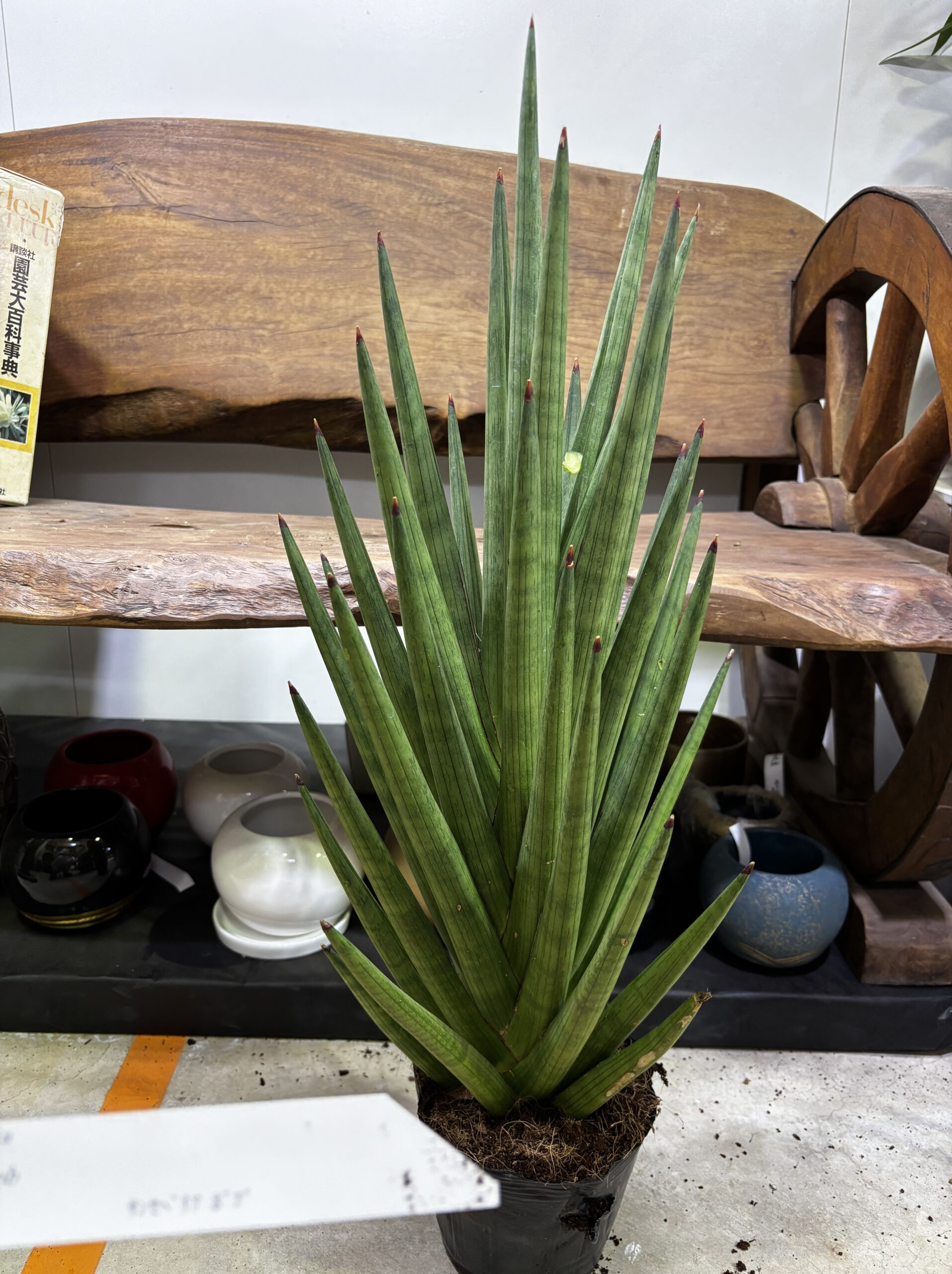 サンスベリア 品種MIX 6号 - 画像 (10)