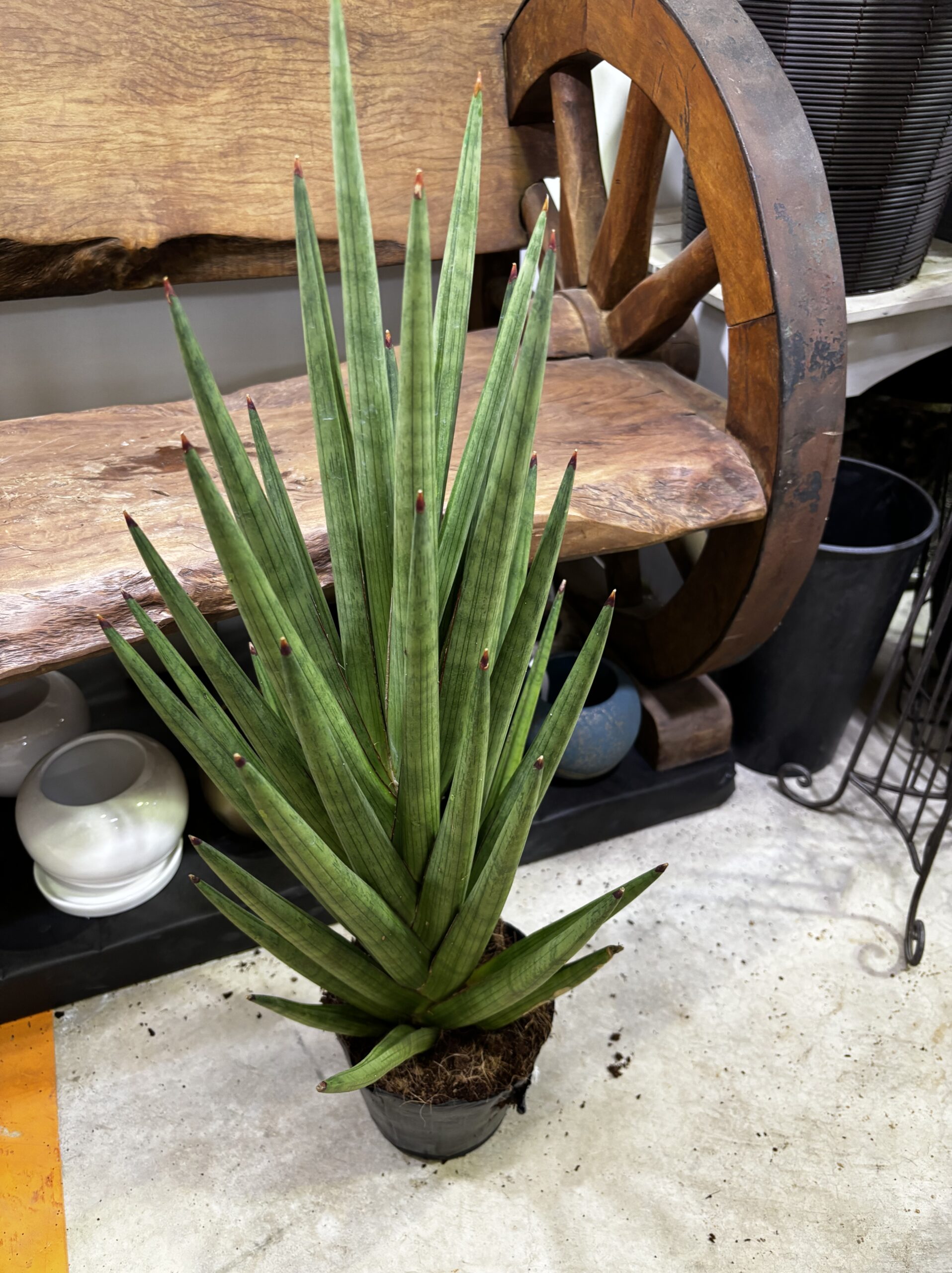 サンスベリア 品種MIX 6号 - 画像 (11)