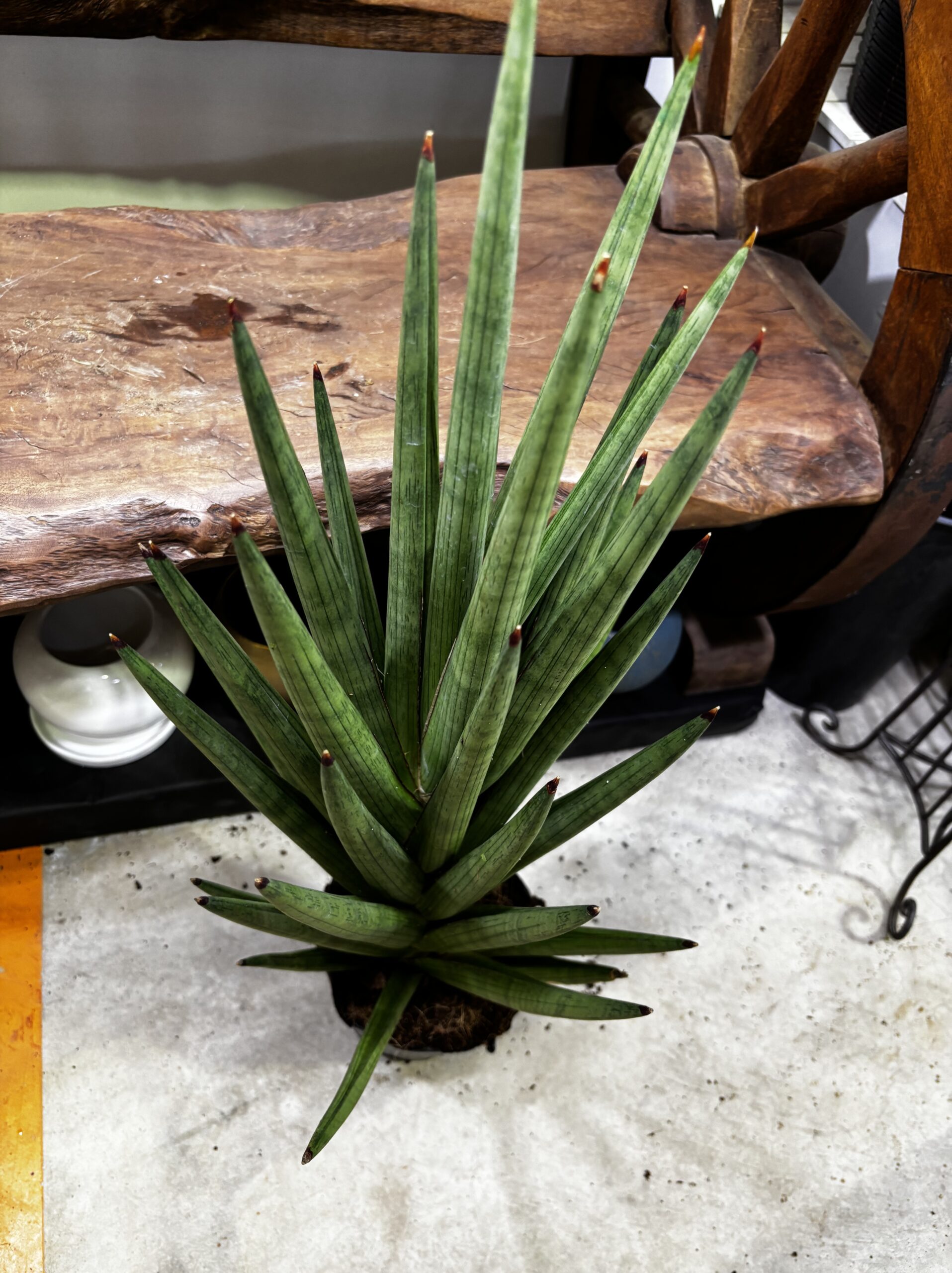 サンスベリア 品種MIX 6号 - 画像 (12)