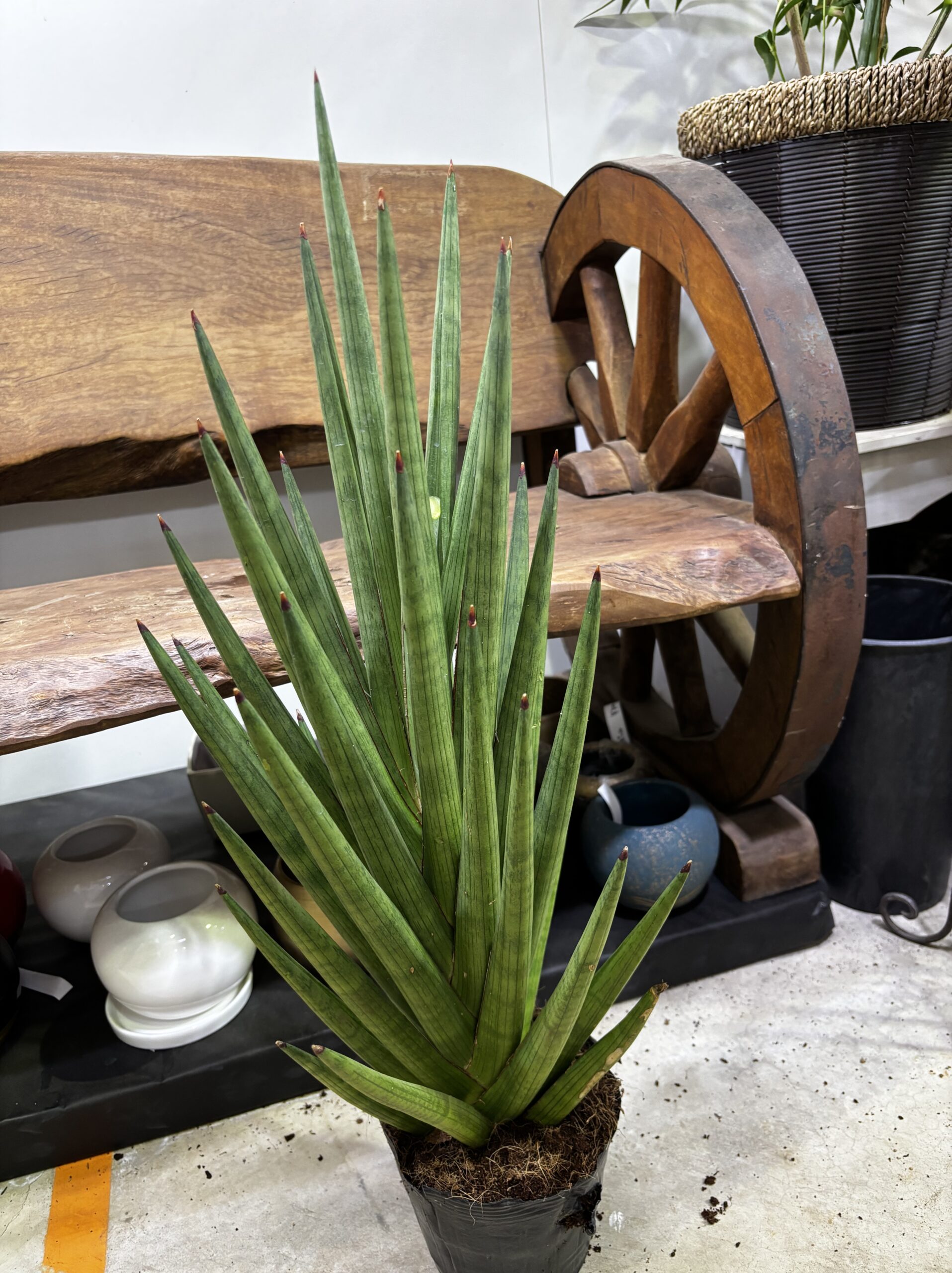 サンスベリア 品種MIX 6号 - 画像 (13)