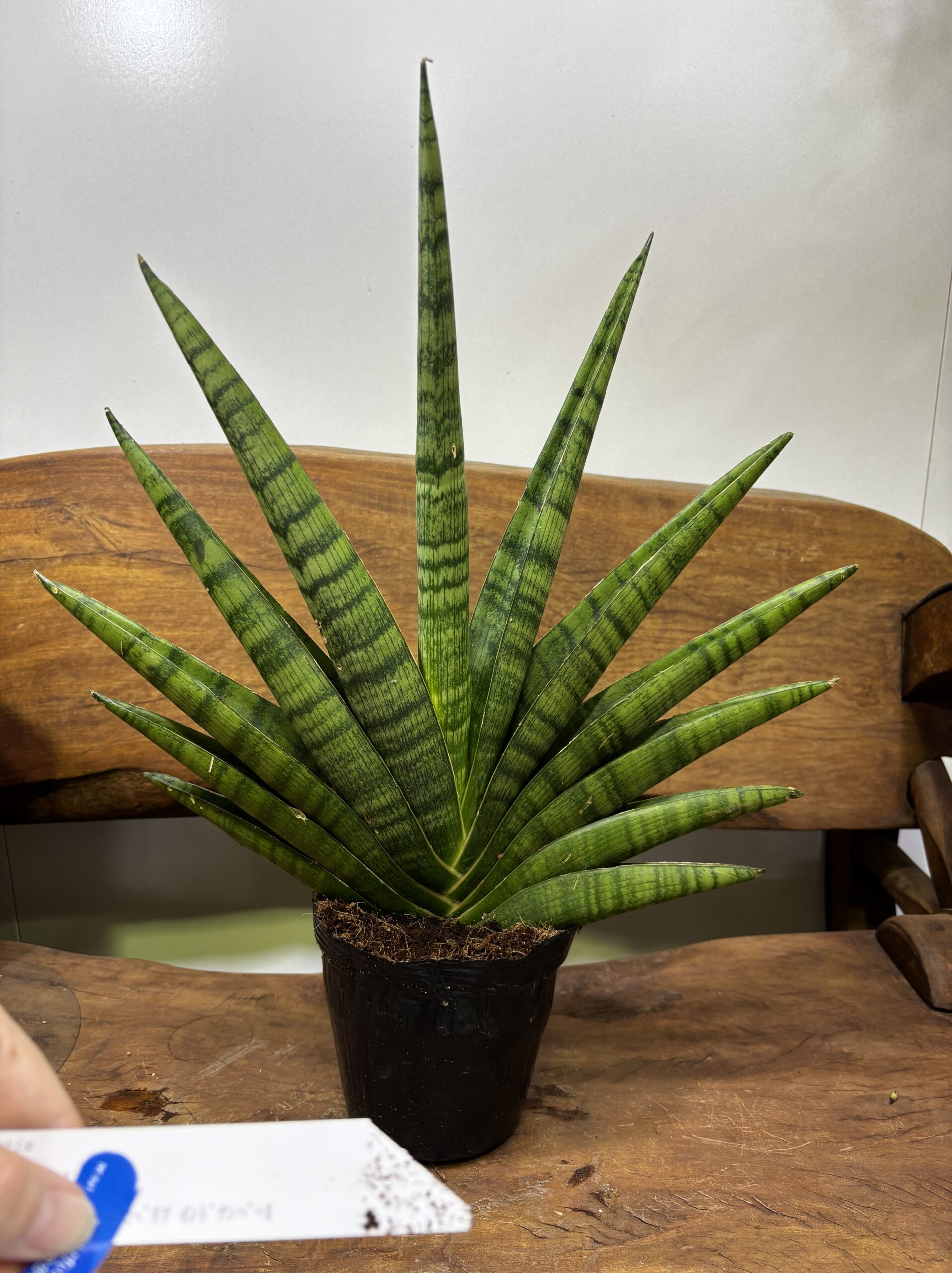 サンスベリア 品種MIX 6号 - 画像 (21)