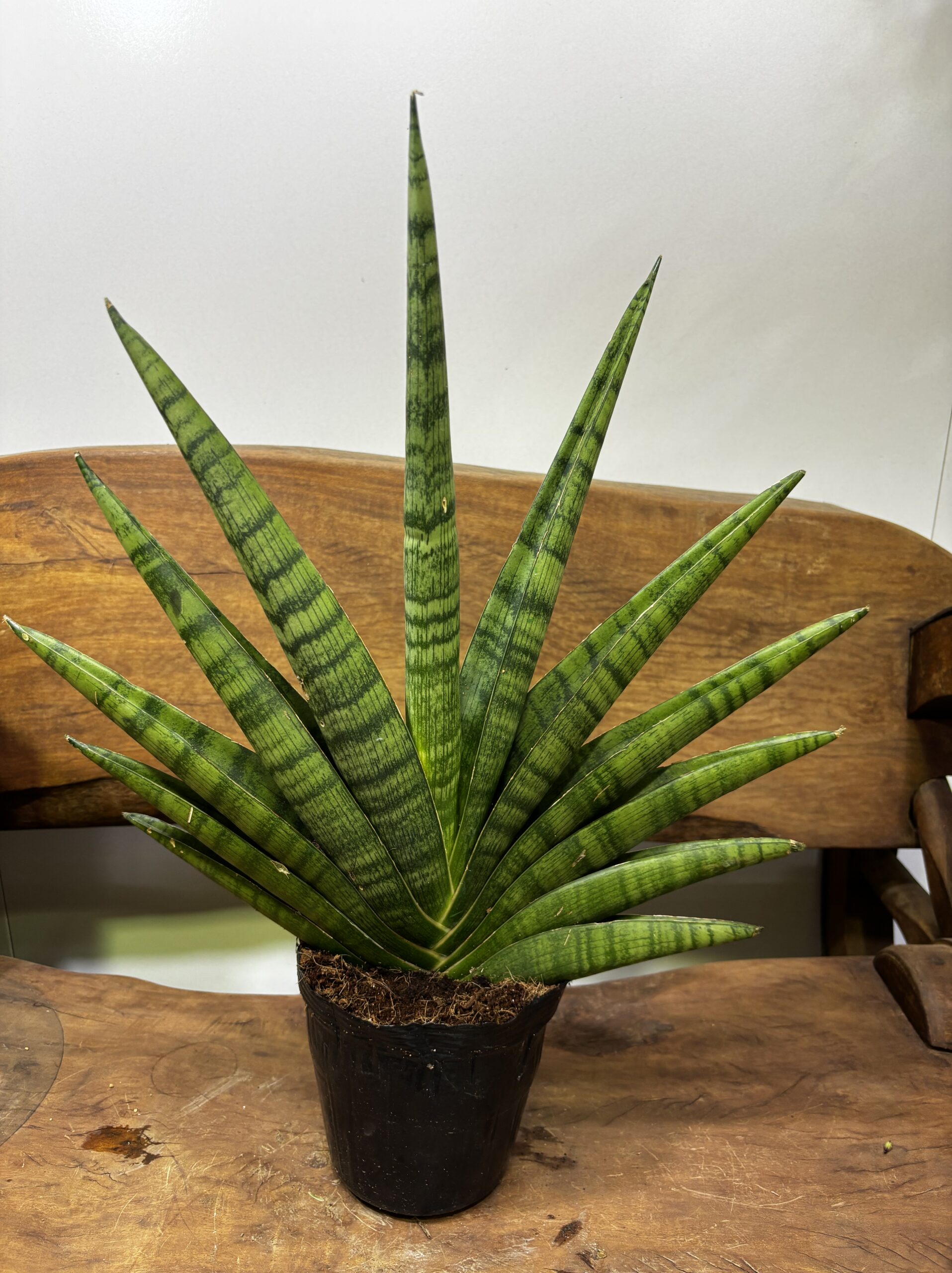 サンスベリア 品種MIX 6号