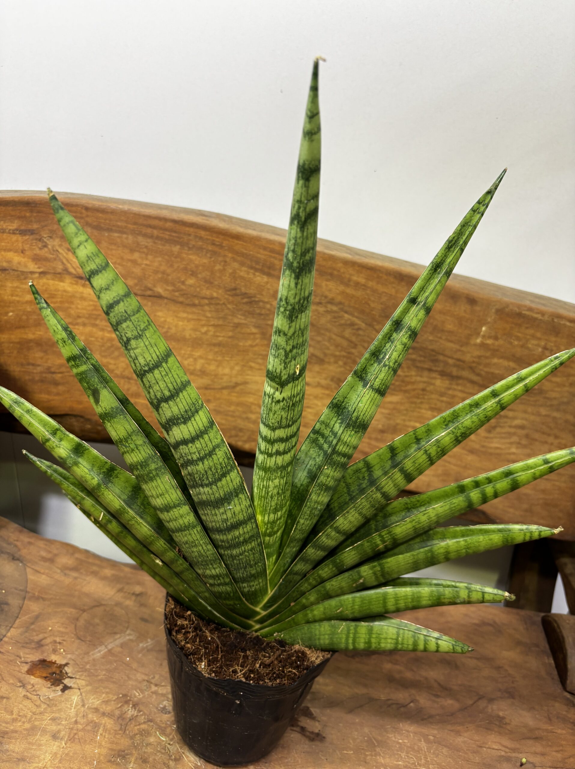 サンスベリア 品種MIX 6号 - 画像 (23)