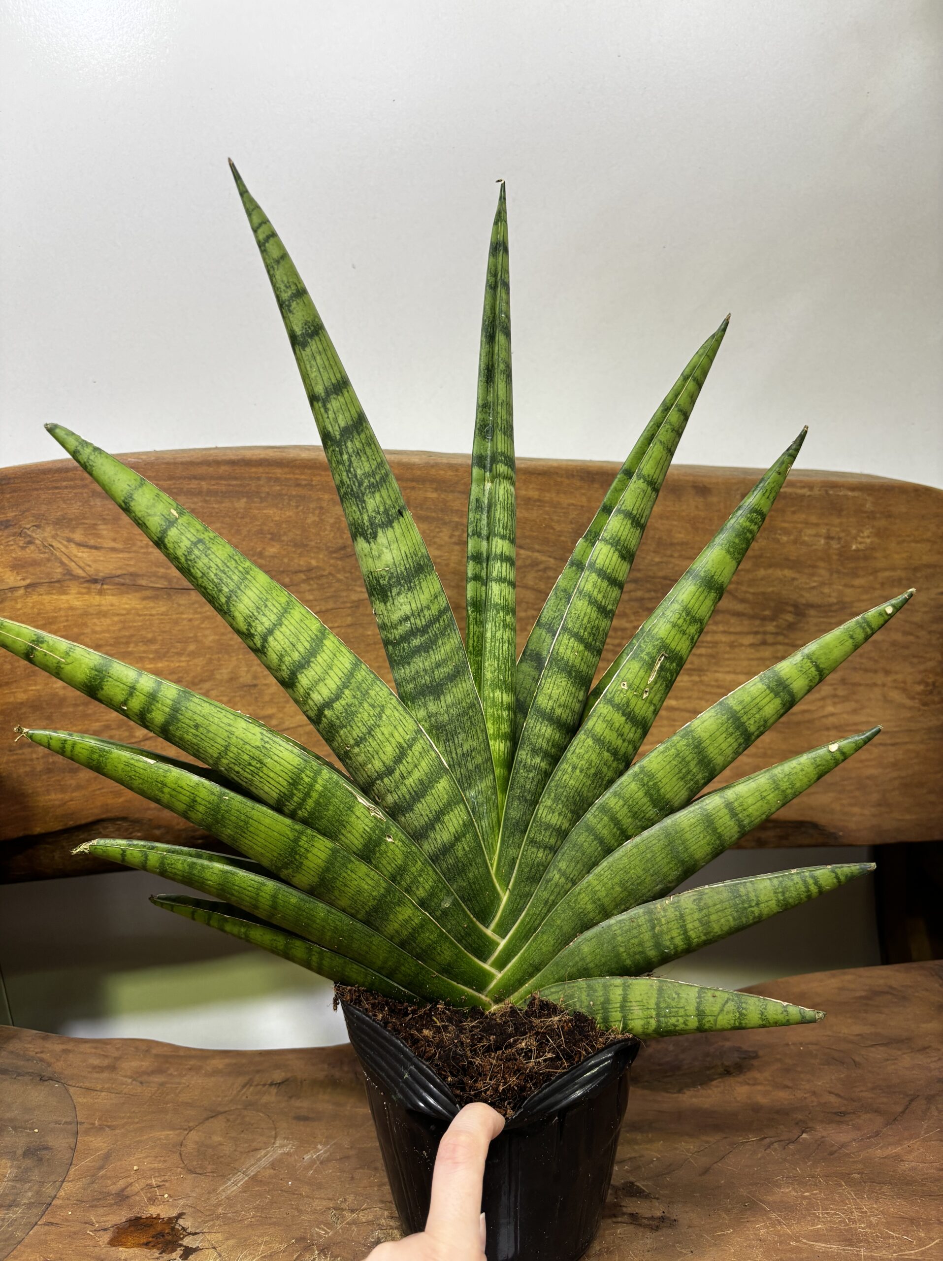 サンスベリア 品種MIX 6号 - 画像 (24)