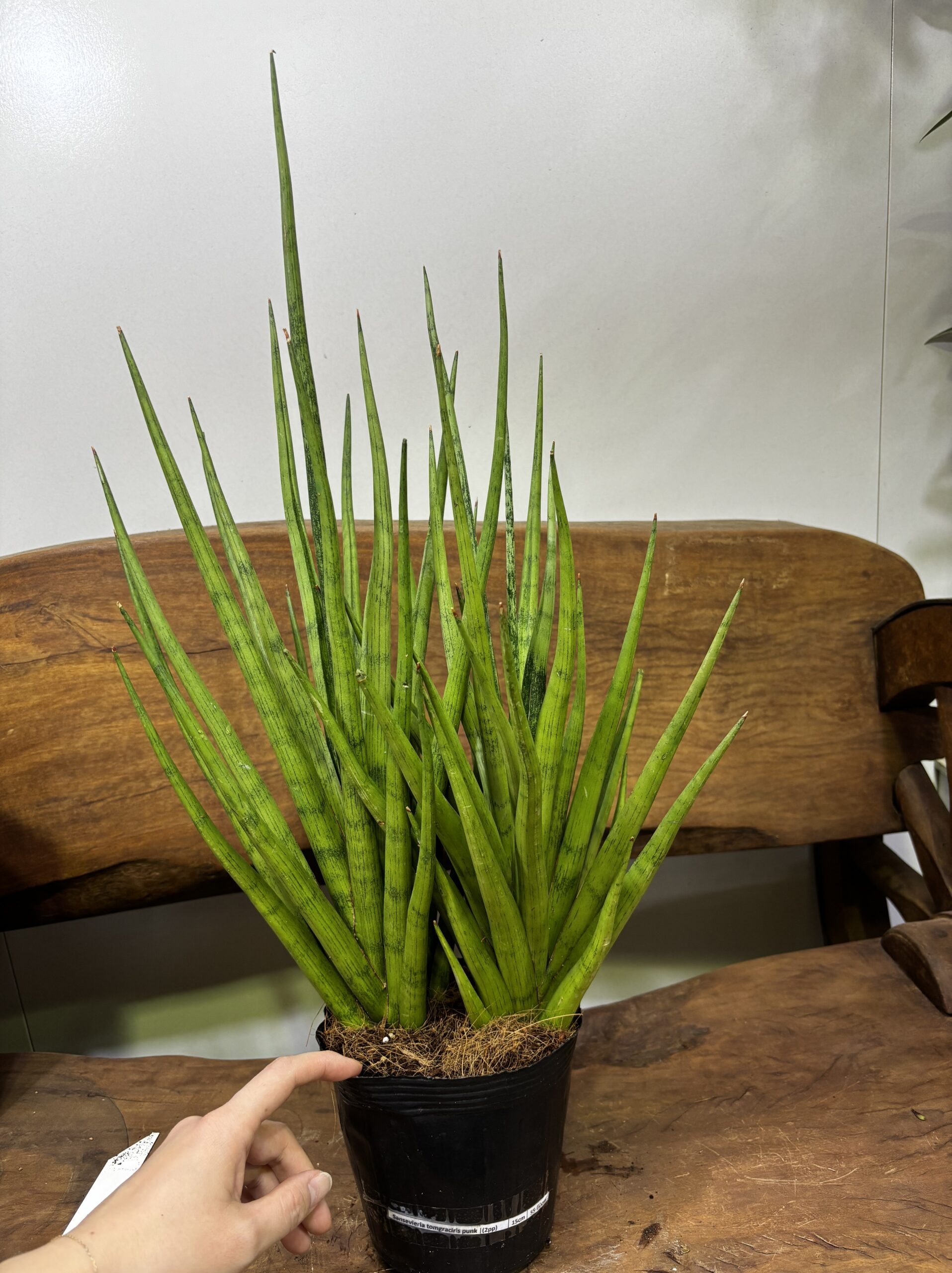 サンスベリア 品種MIX 6号 - 画像 (18)