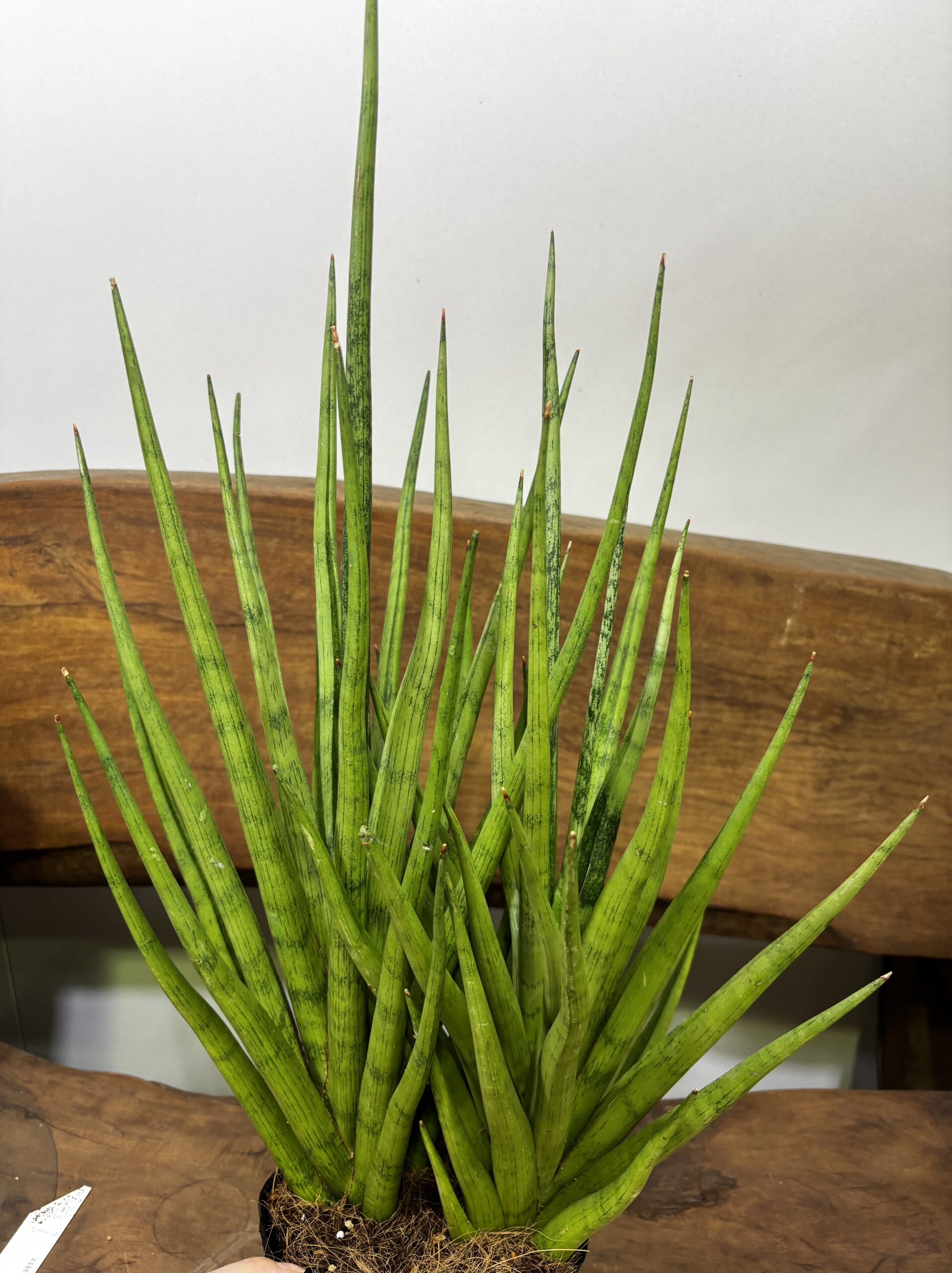 サンスベリア 品種MIX 6号 - 画像 (19)