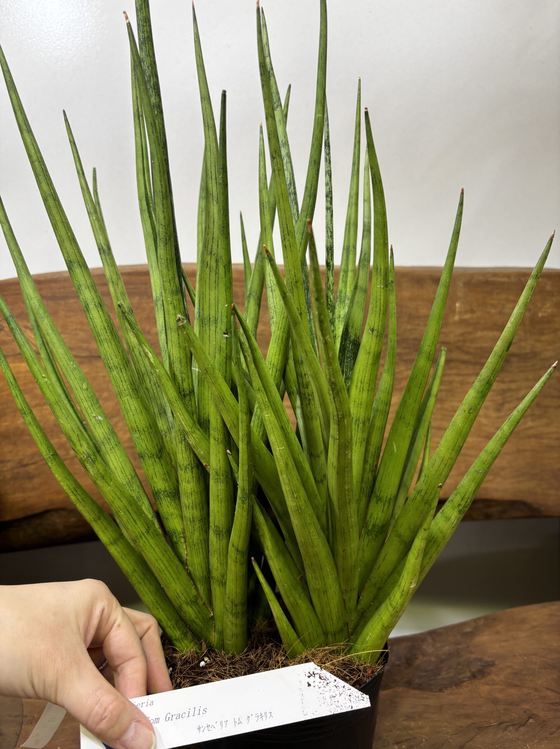 サンスベリア 品種MIX 6号 - 画像 (20)
