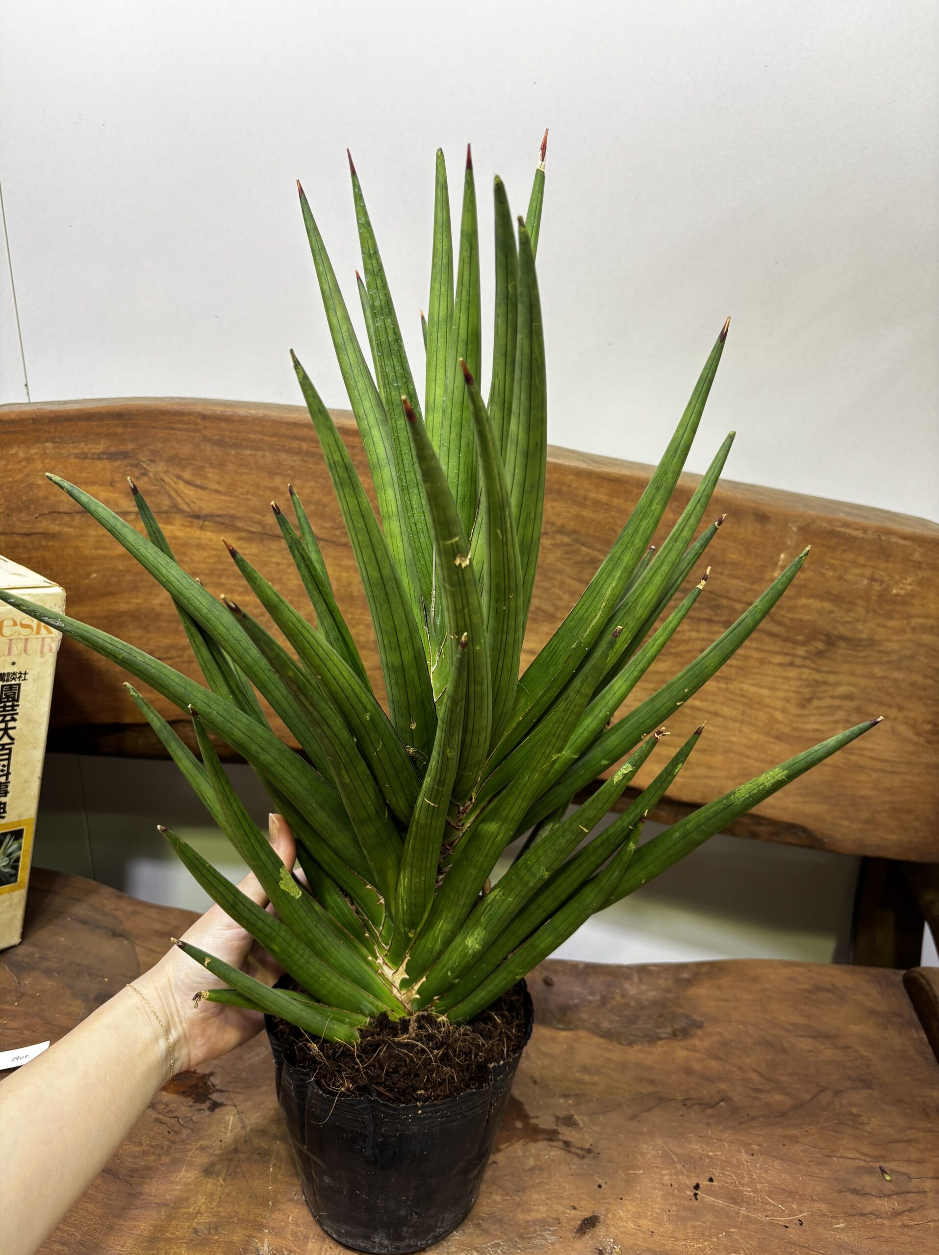 サンスベリア 品種MIX 6号 - 画像 (15)