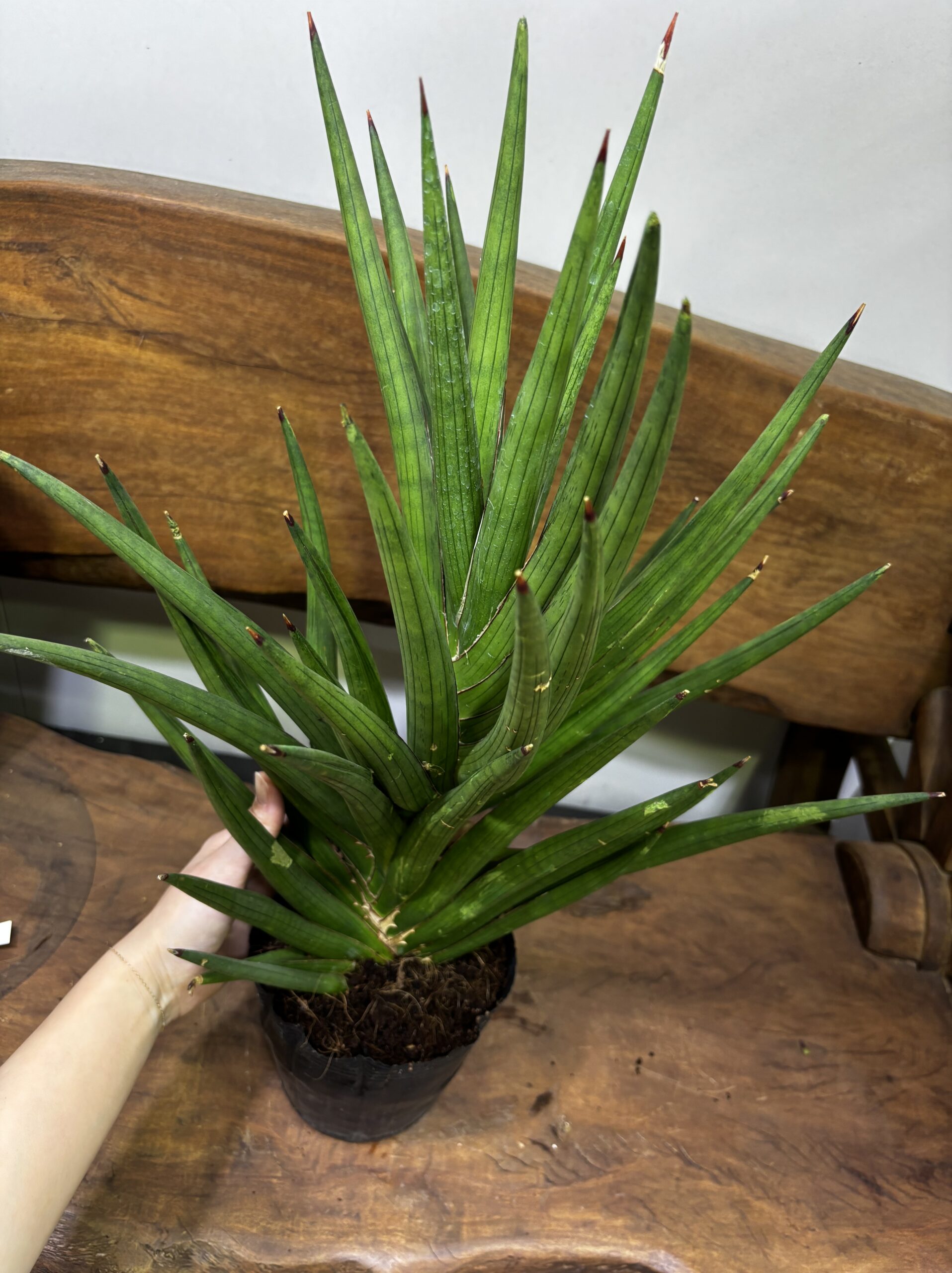 サンスベリア 品種MIX 6号 - 画像 (16)