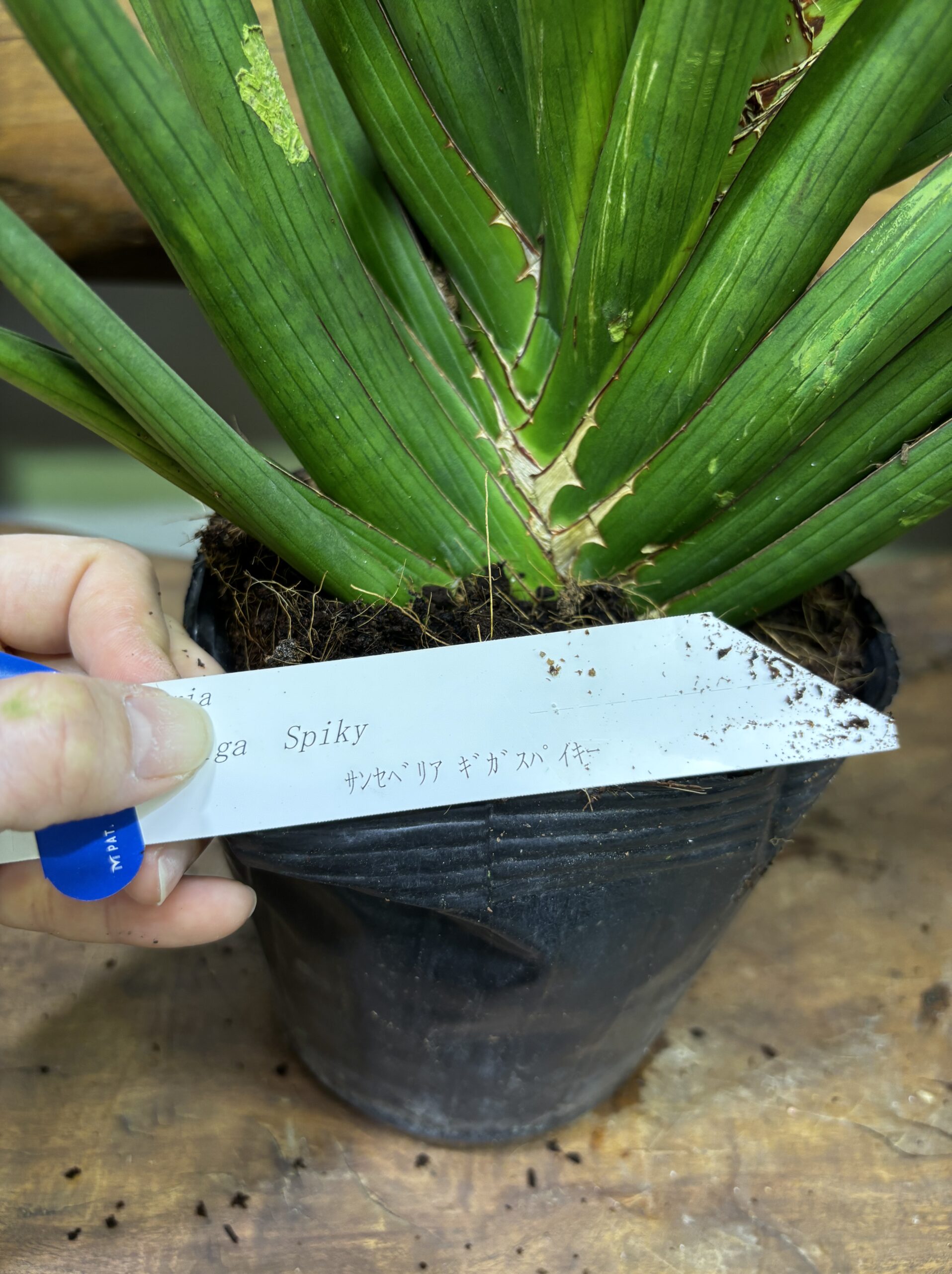 サンスベリア 品種MIX 6号 - 画像 (17)