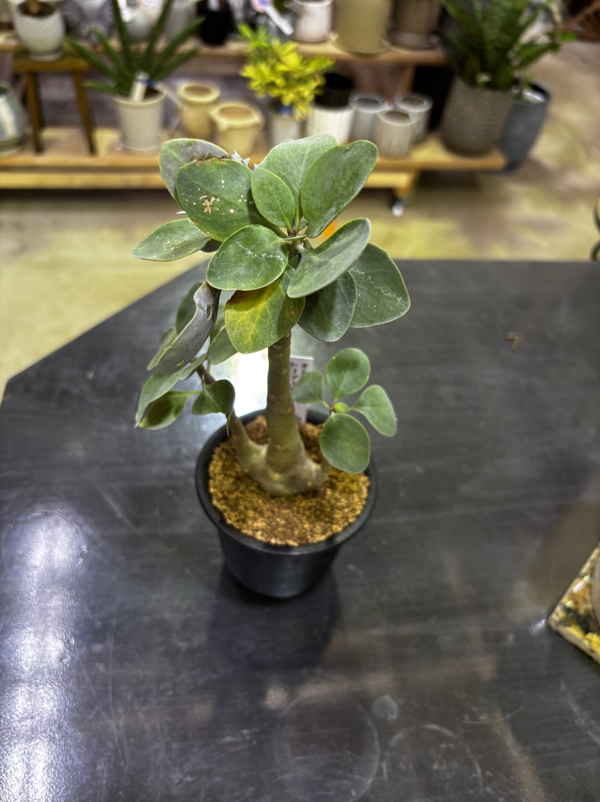 レア塊根（オトンナ/チレコドン）MIX 3号 - 画像 (2)