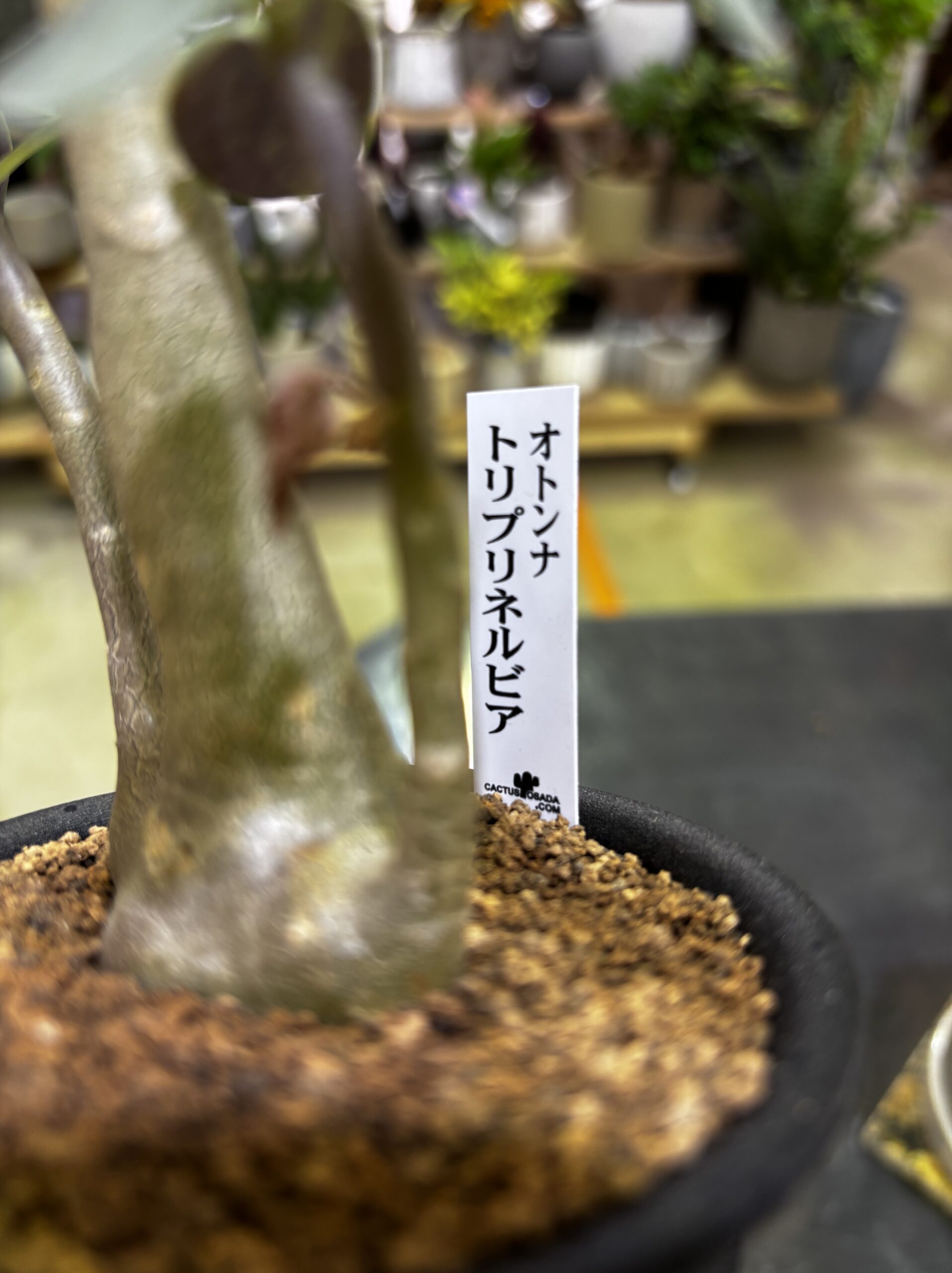 レア塊根（オトンナ/チレコドン）MIX 3号 - 画像 (3)