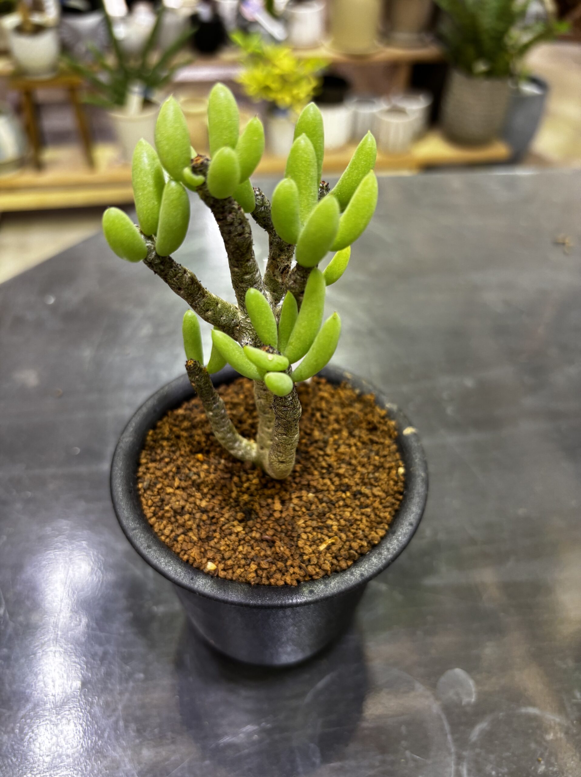 レア塊根（オトンナ/チレコドン）MIX 3号 - 画像 (5)