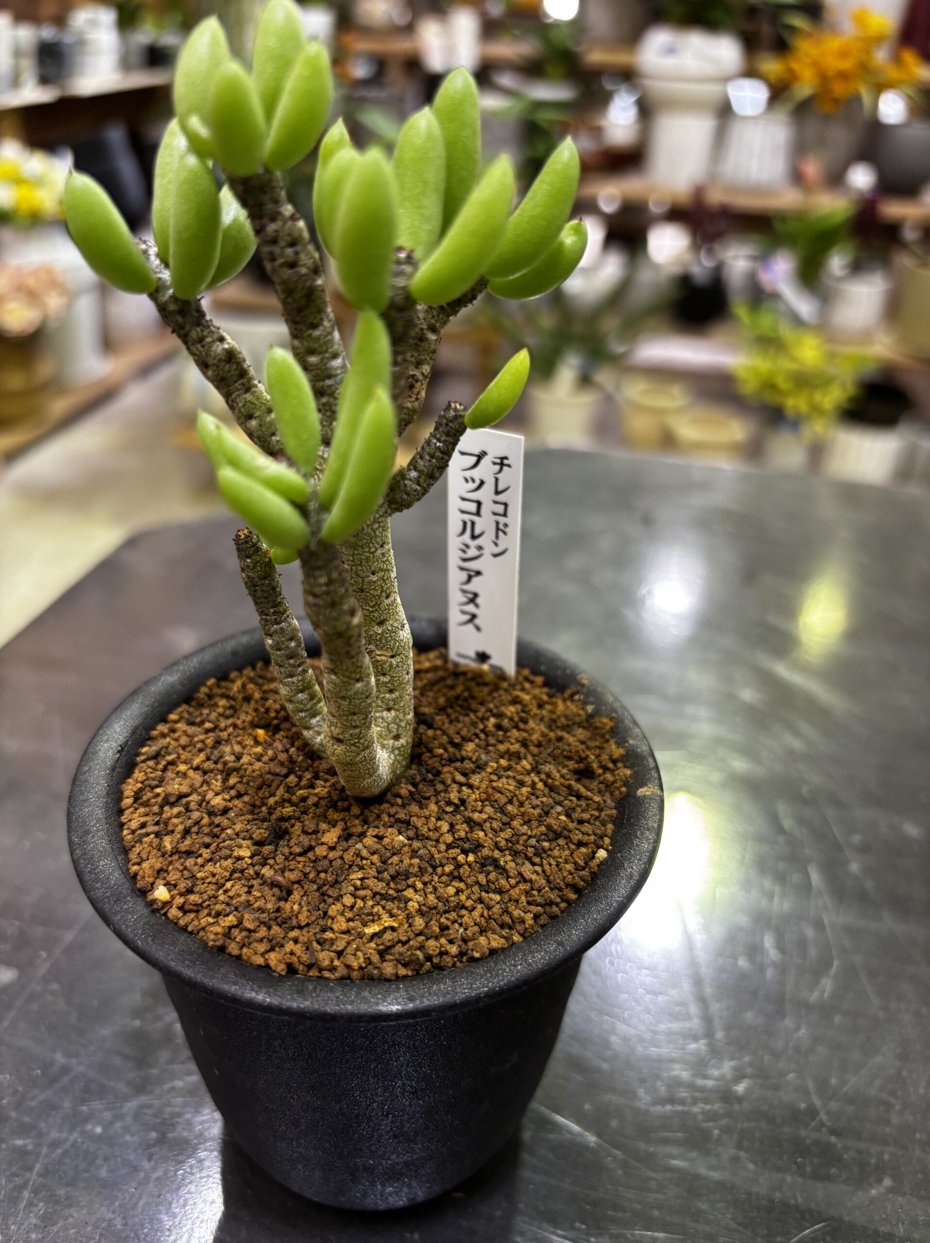 レア塊根（オトンナ/チレコドン）MIX 3号 - 画像 (6)