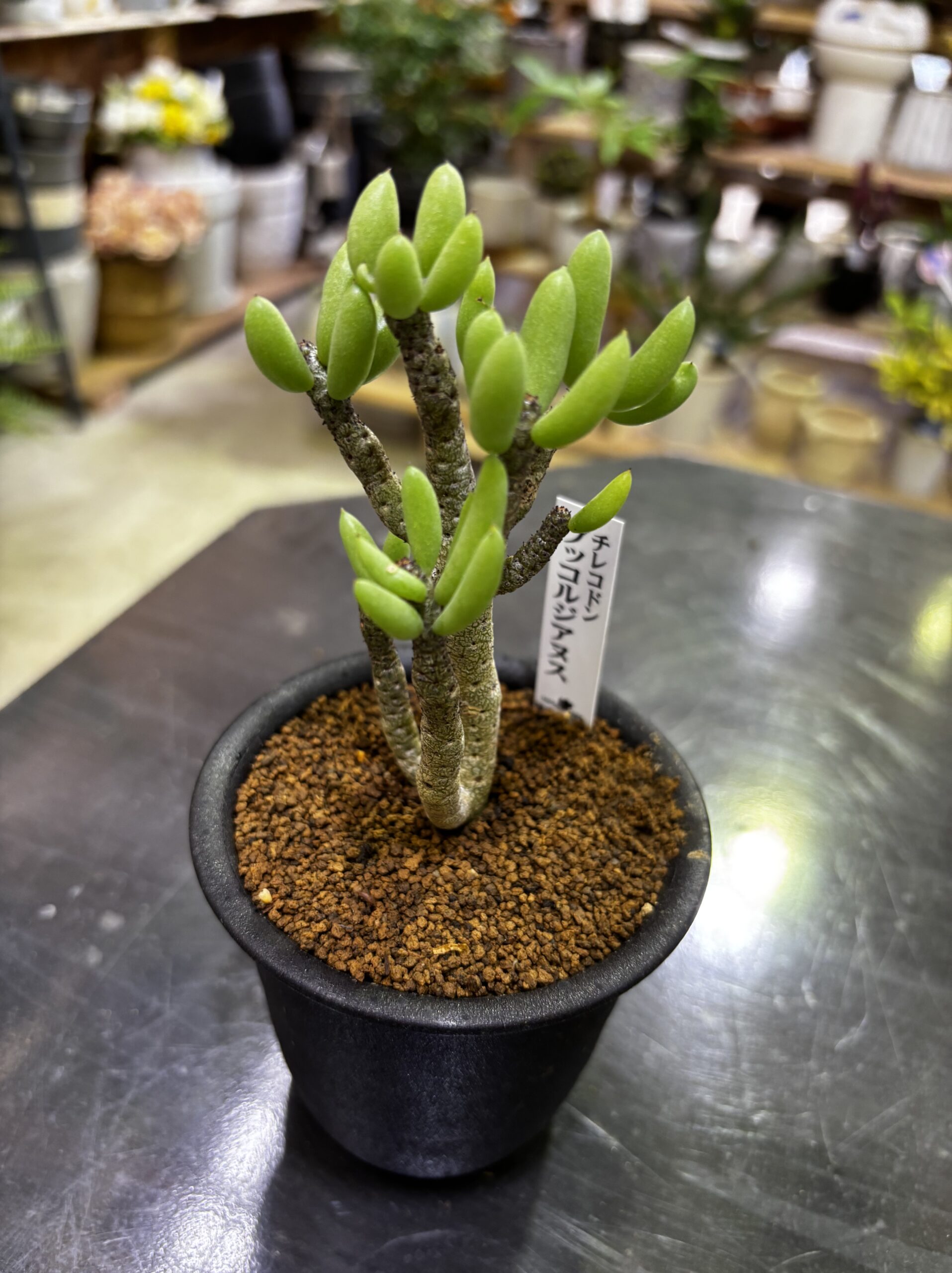 レア塊根（オトンナ/チレコドン）MIX 3号 - 画像 (7)