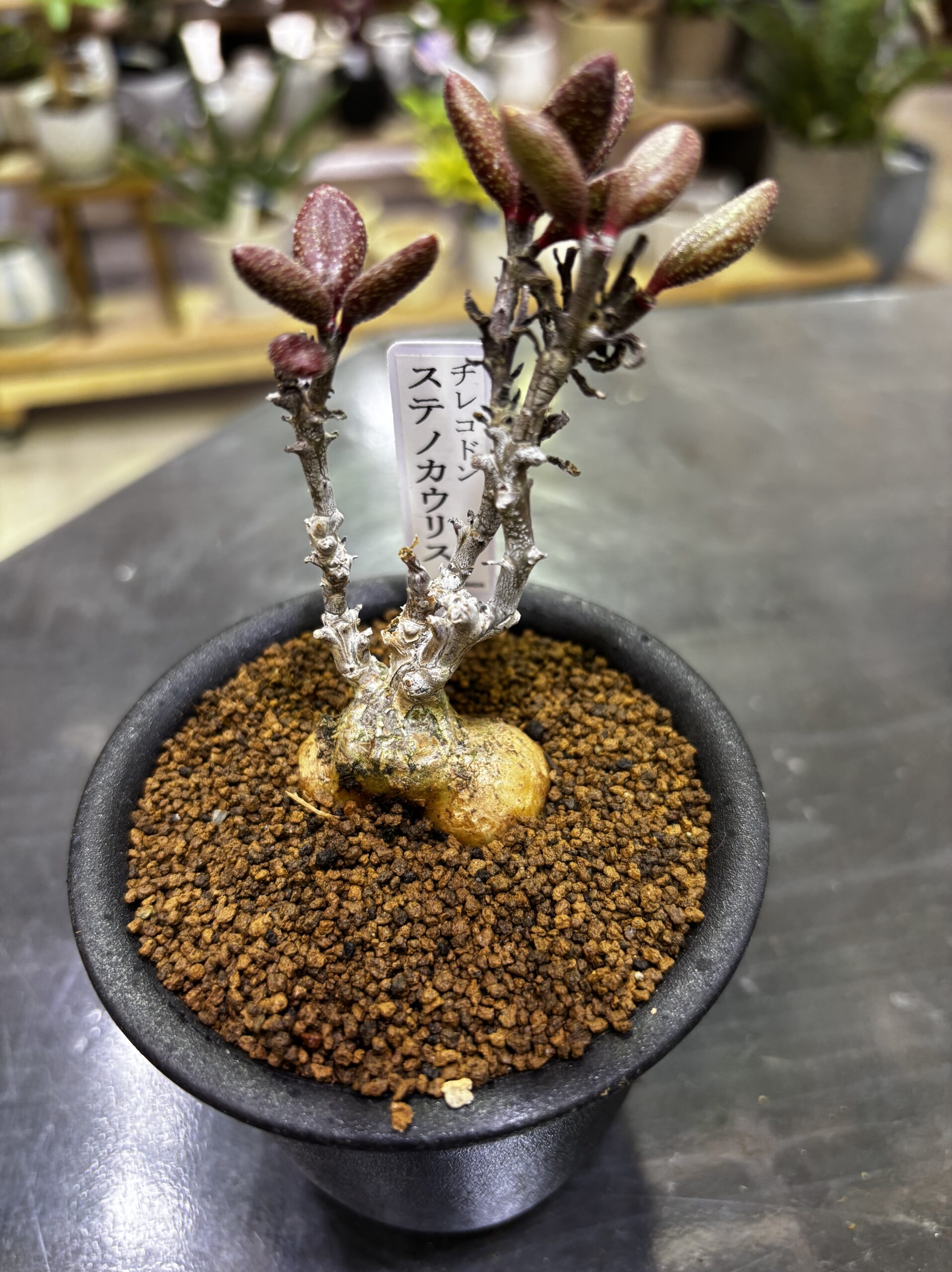 レア塊根（オトンナ/チレコドン）MIX 3号 - 画像 (8)