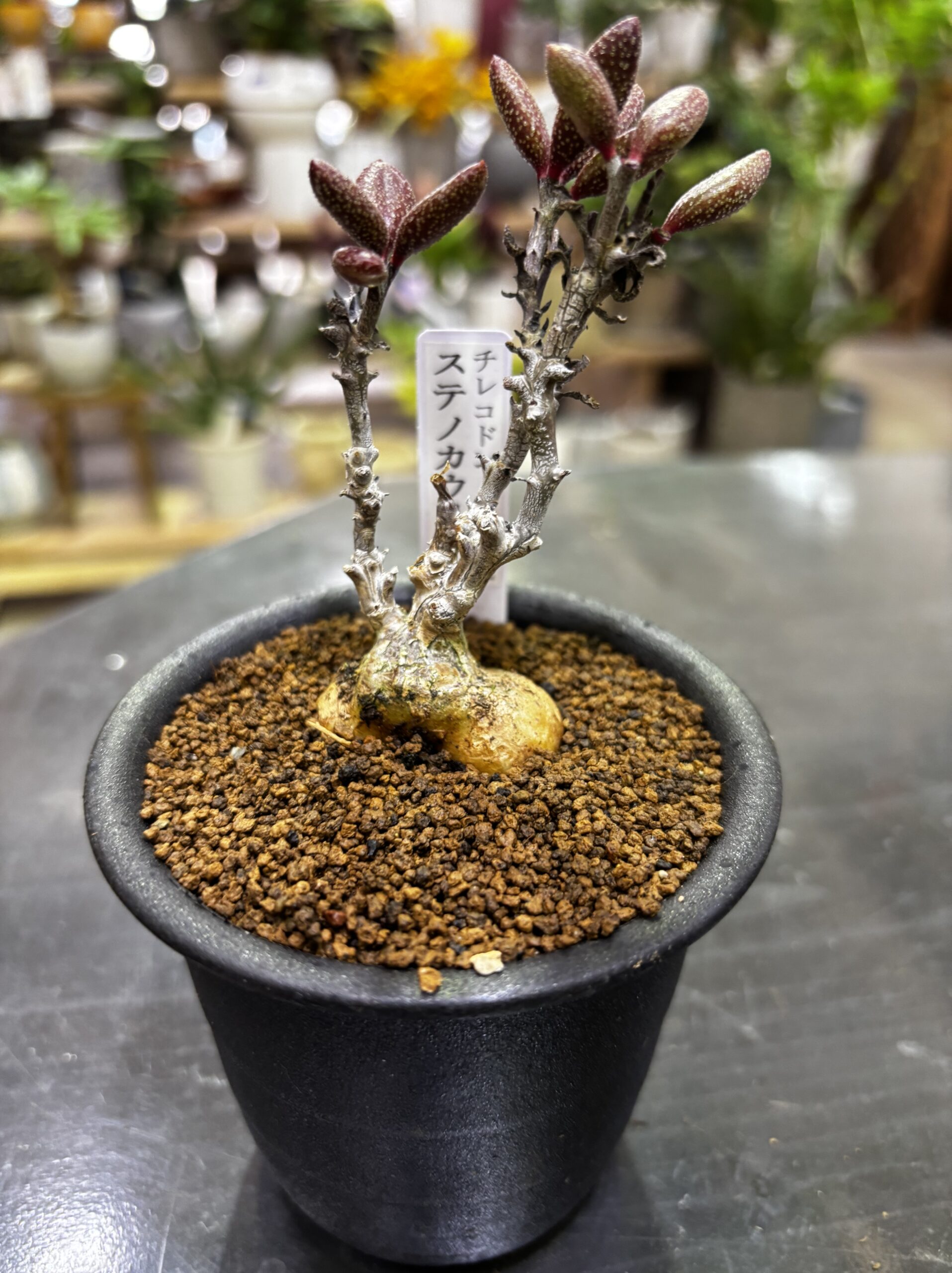 レア塊根（オトンナ/チレコドン）MIX 3号 - 画像 (9)