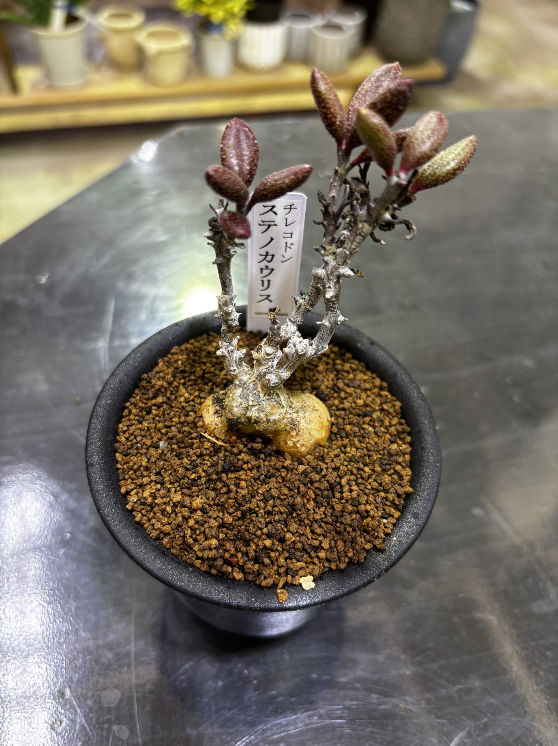 レア塊根（オトンナ/チレコドン）MIX 3号 - 画像 (10)