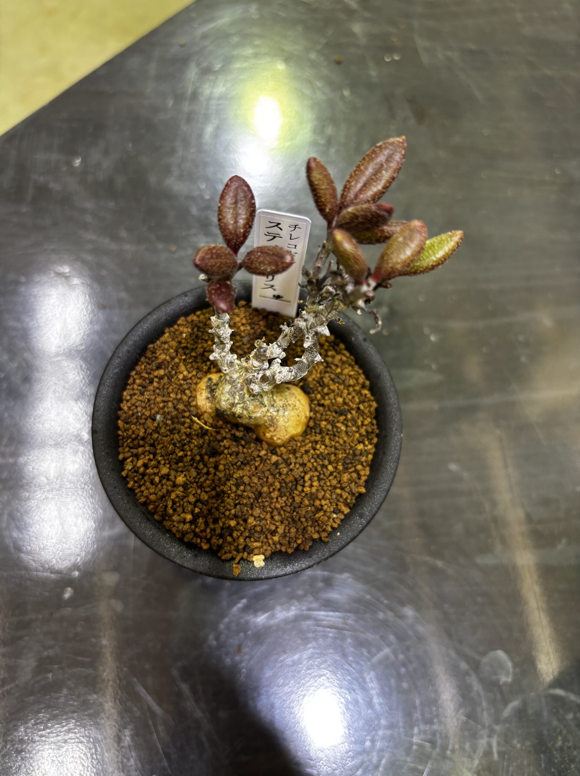 レア塊根（オトンナ/チレコドン）MIX 3号 - 画像 (11)