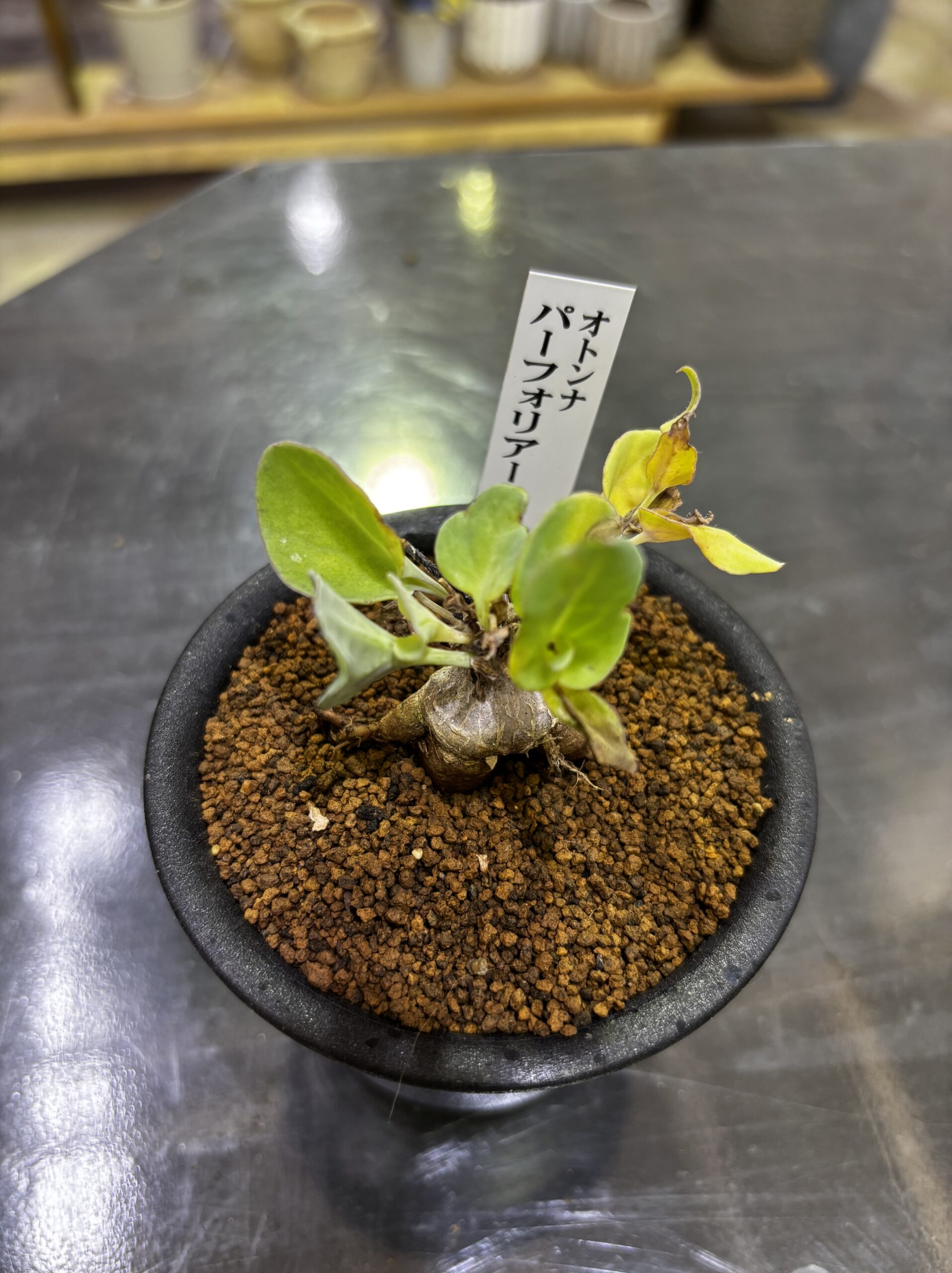 レア塊根（オトンナ/チレコドン）MIX 3号 - 画像 (12)