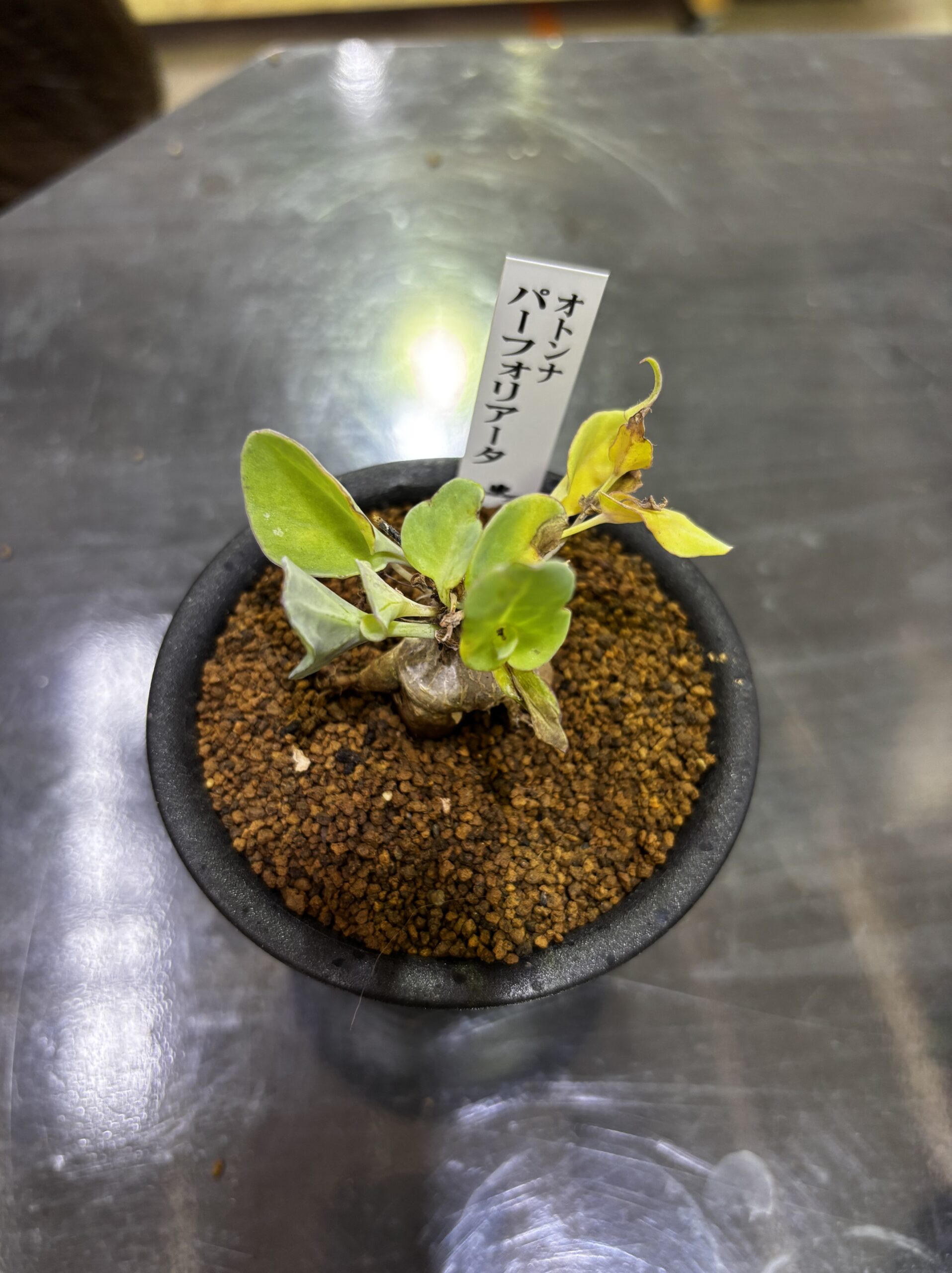 レア塊根（オトンナ/チレコドン）MIX 3号 - 画像 (13)