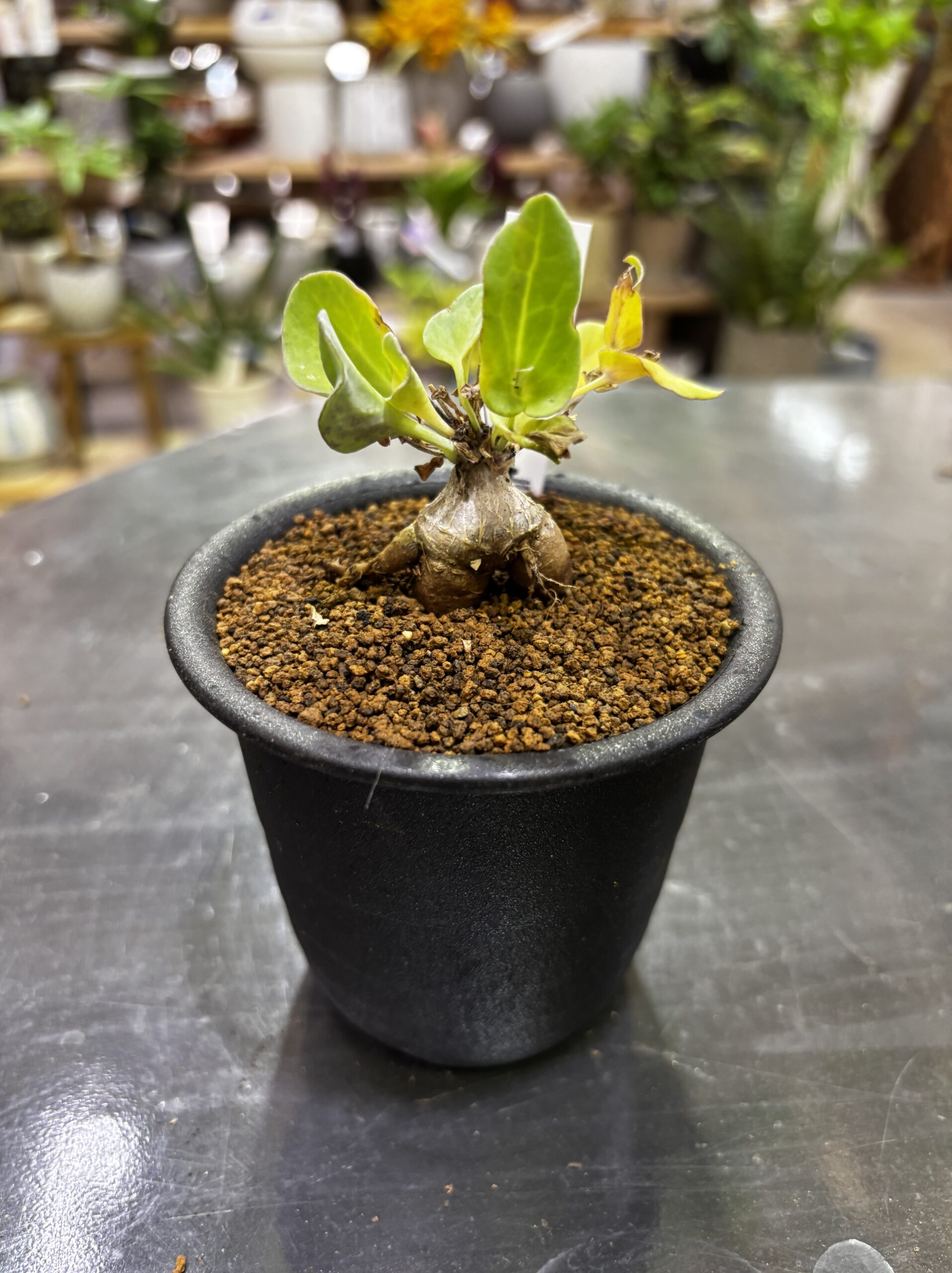 レア塊根（オトンナ/チレコドン）MIX 3号 - 画像 (14)