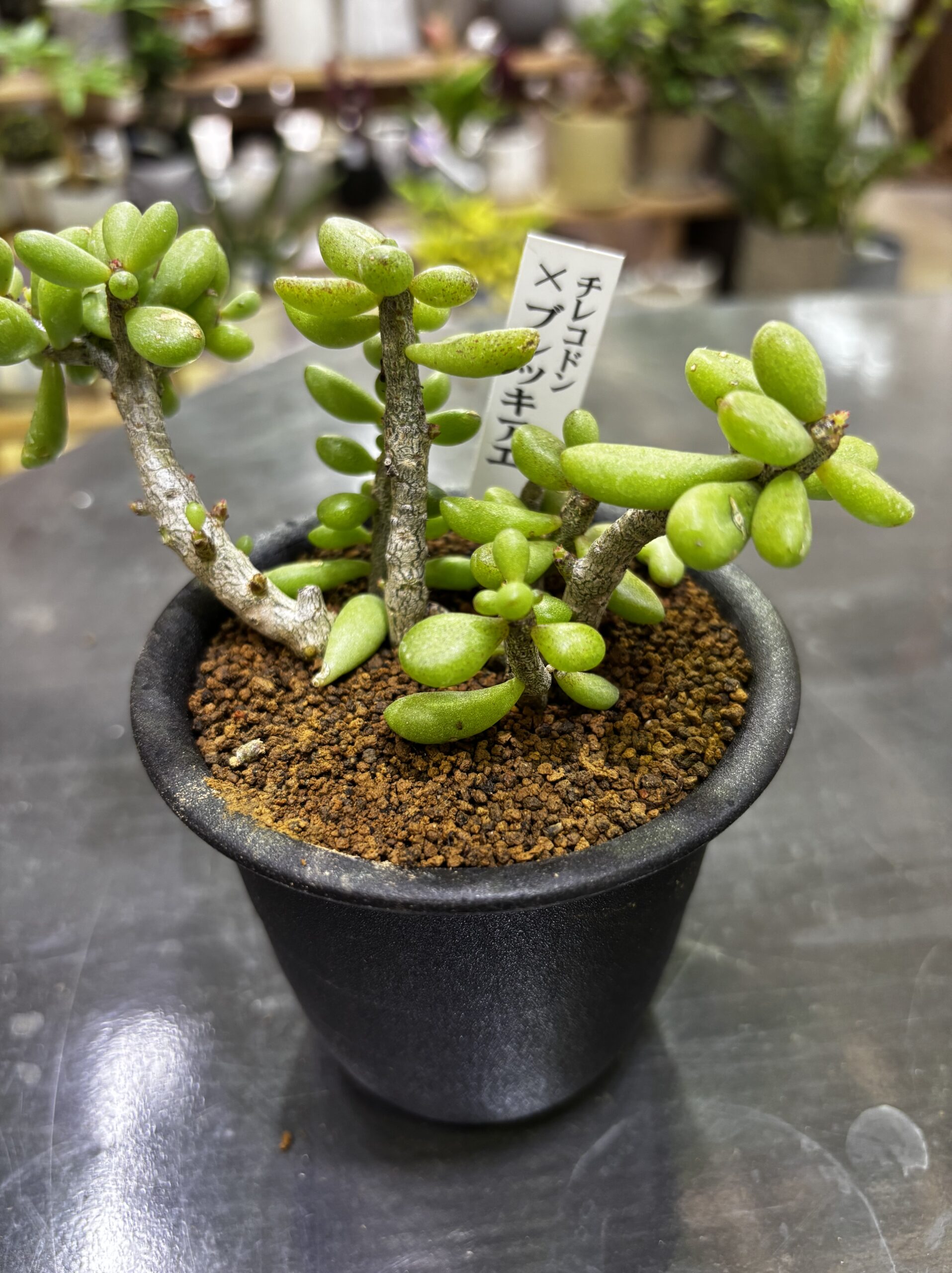 レア塊根（オトンナ/チレコドン）MIX 3号 - 画像 (15)