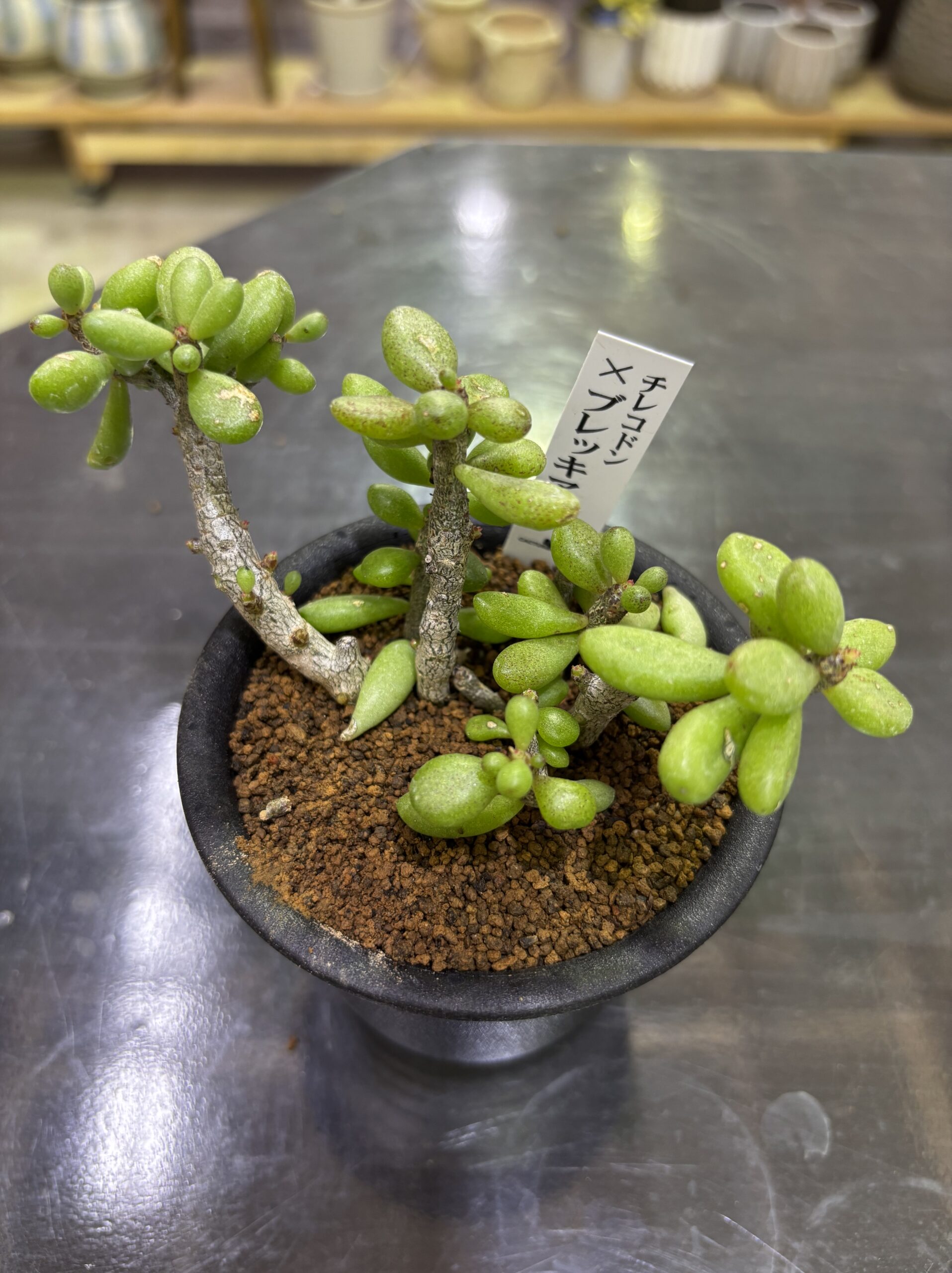 レア塊根（オトンナ/チレコドン）MIX 3号 - 画像 (16)