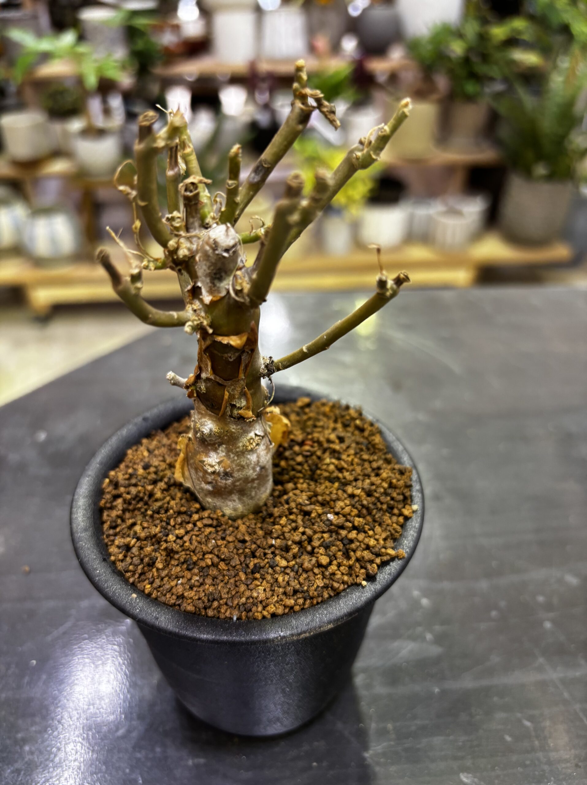 レア塊根（オトンナ/チレコドン）MIX 3号 - 画像 (17)