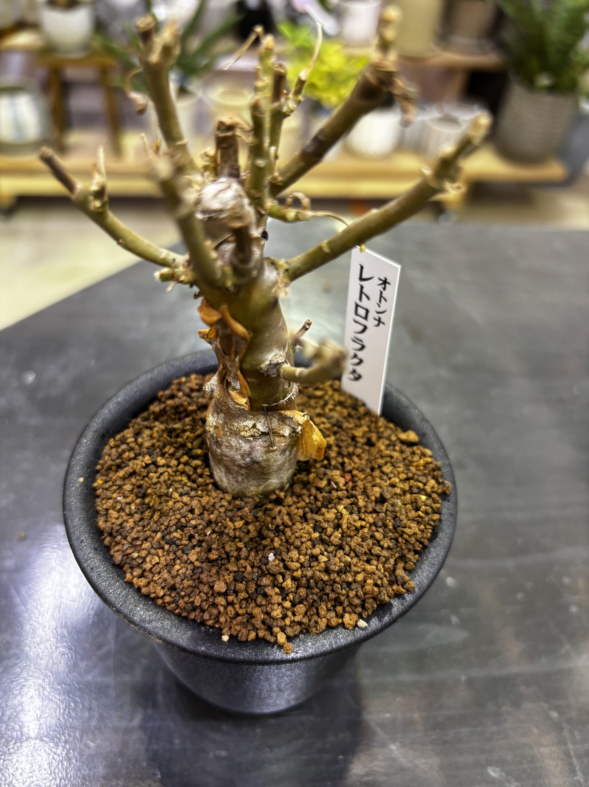 レア塊根（オトンナ/チレコドン）MIX 3号 - 画像 (18)