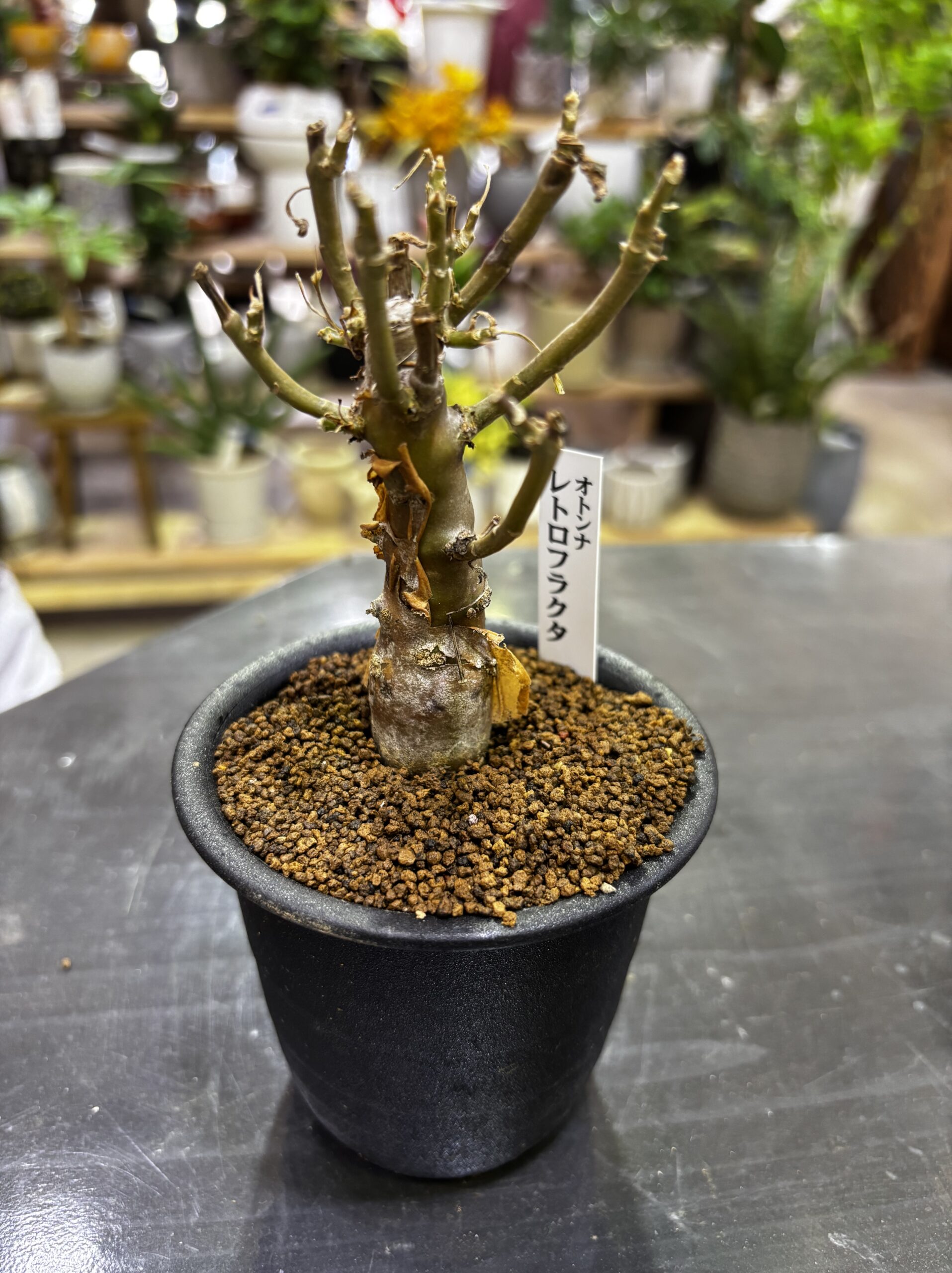 レア塊根（オトンナ/チレコドン）MIX 3号 - 画像 (19)