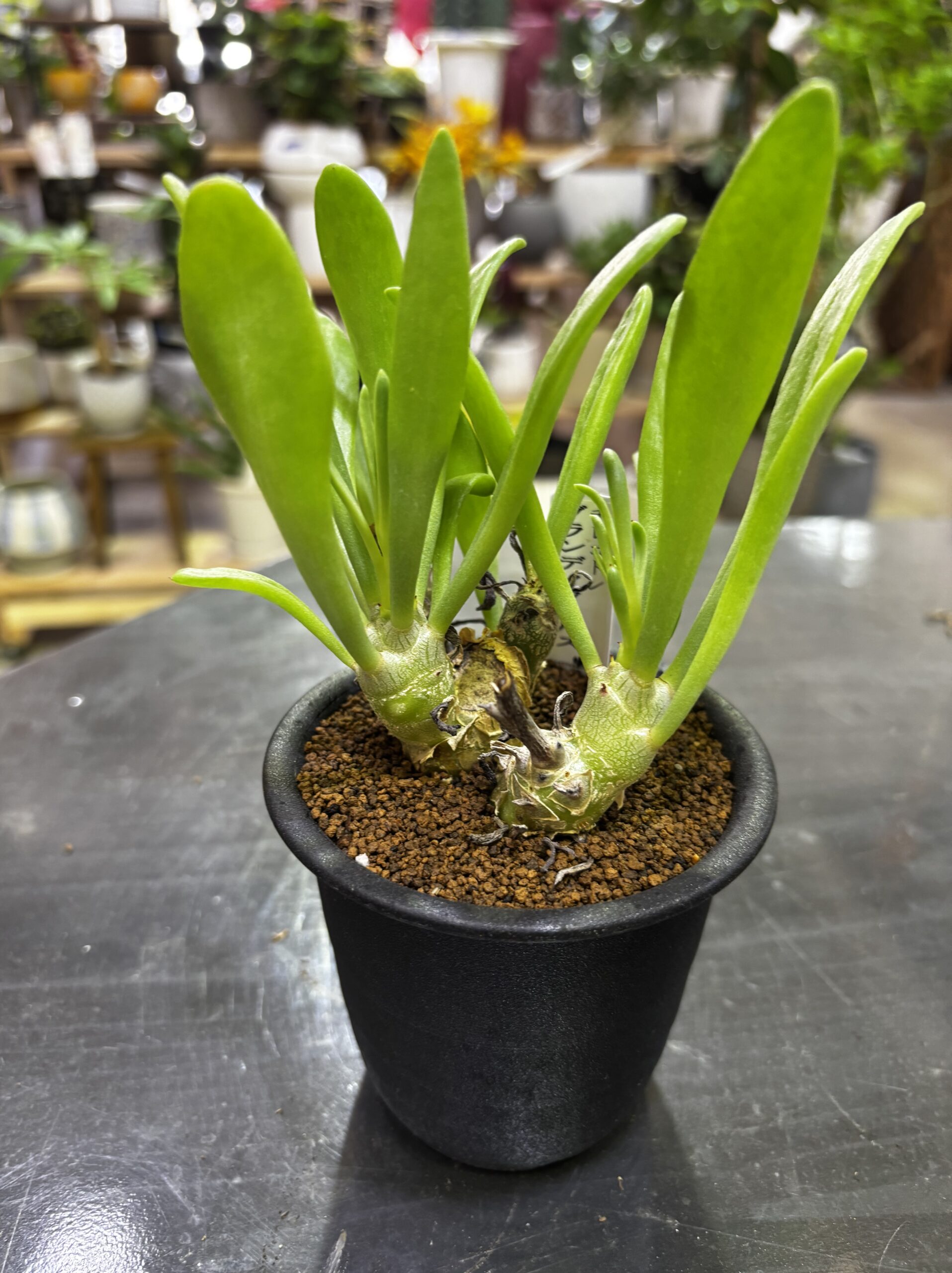 レア塊根（オトンナ/チレコドン）MIX 3号 - 画像 (20)